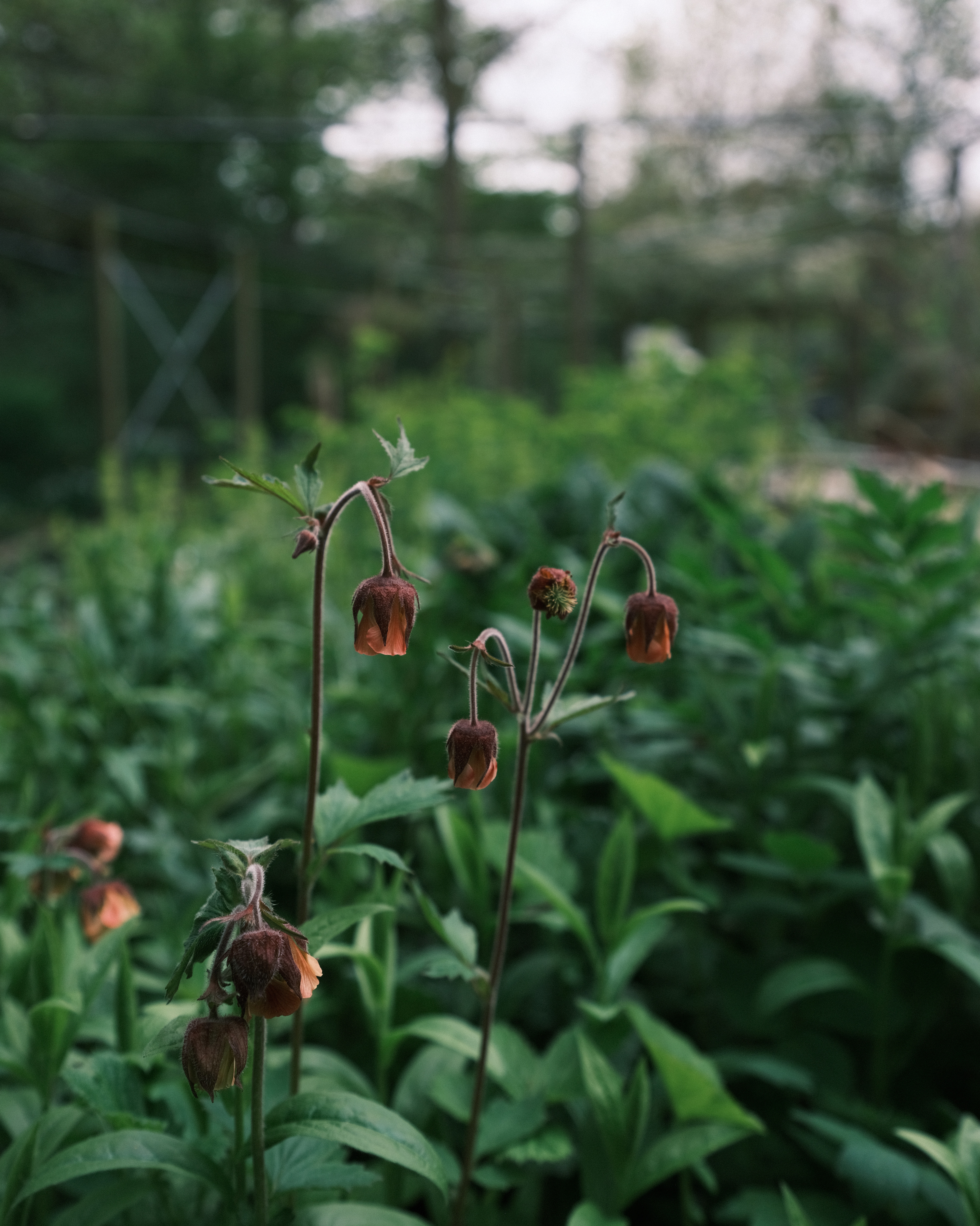 Botanical gardens, Delft
