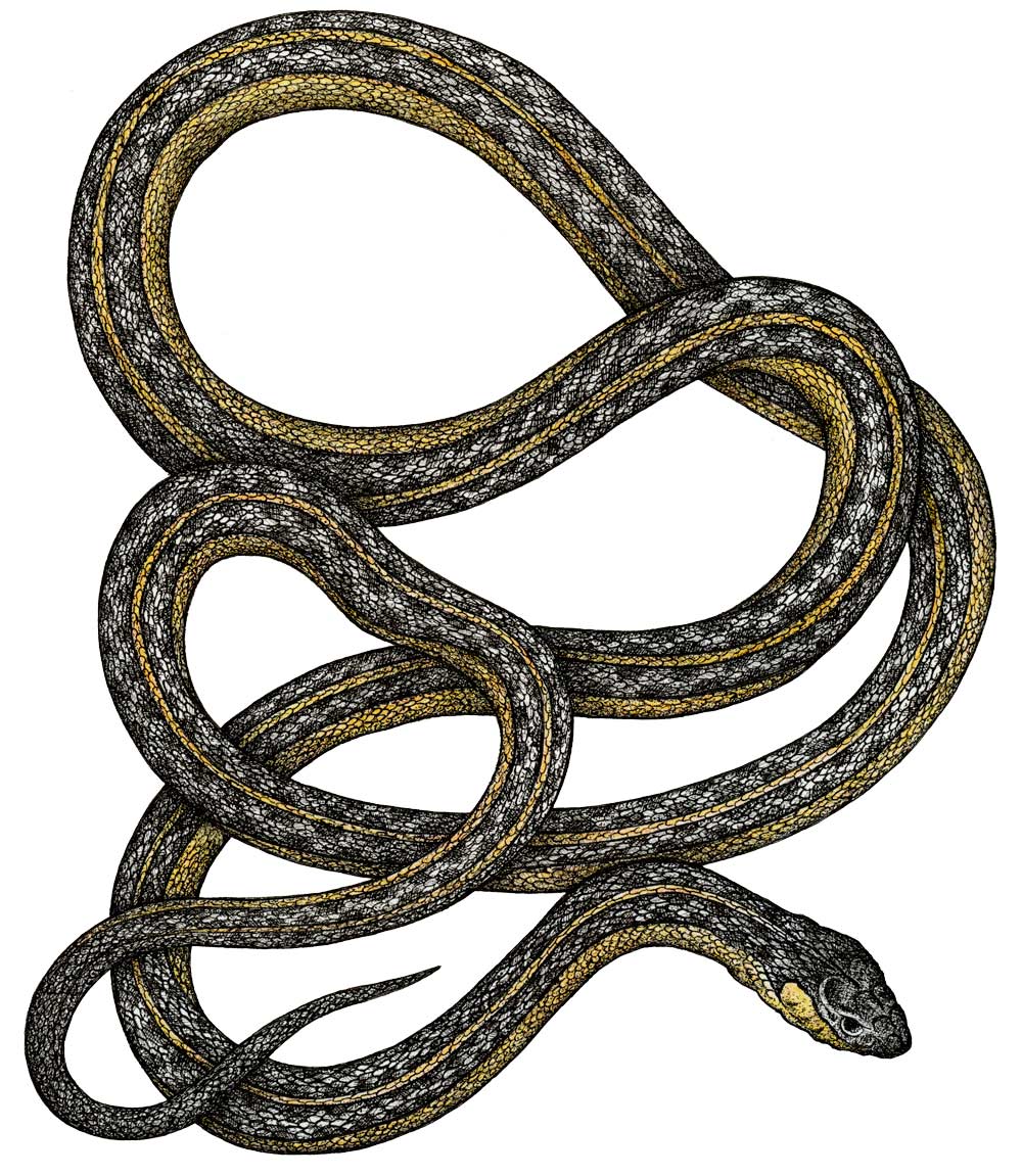 garter snake