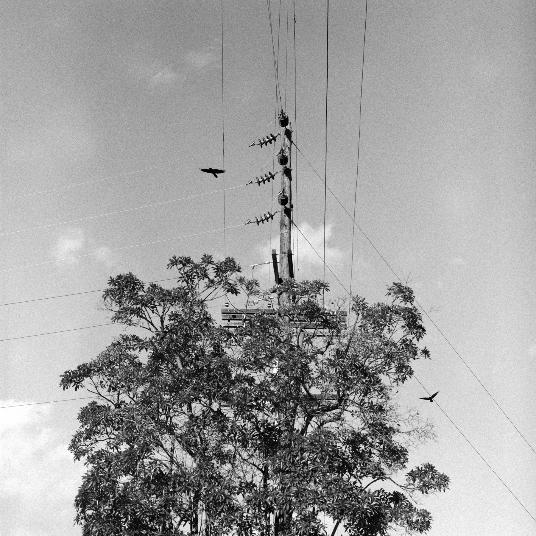 'BIRDS ON LINE'