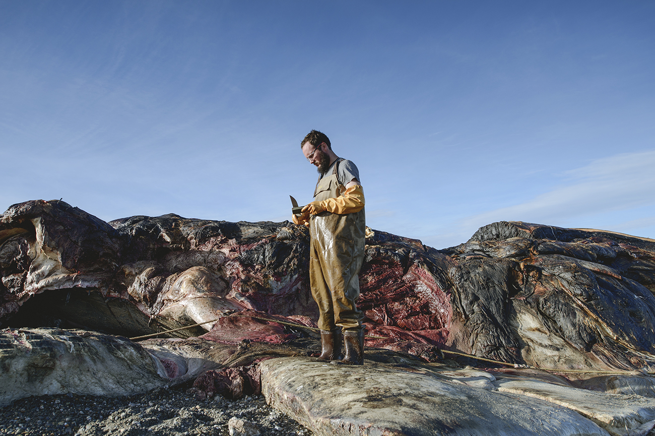 Asociación de Investigadores del Museo de Historial Natural Río SecoProceso de descarne de una ballena azul (Balaenoptera musculus) III, 2018Digital photograph100 x 150 cmPhoto ©Cristóbal Marambio