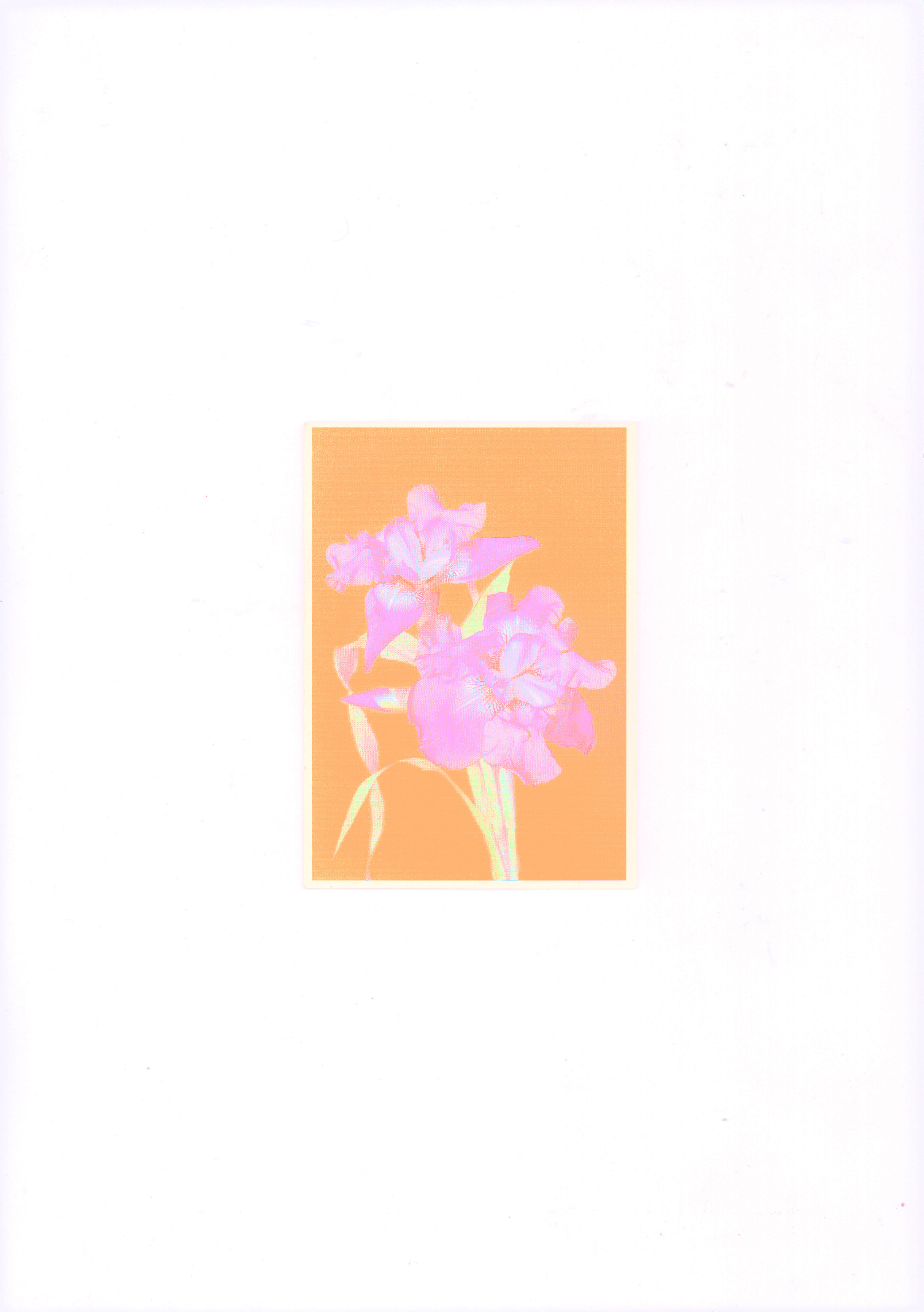 Blumen 4, 2022, Giclée print, 41 x 54 cm