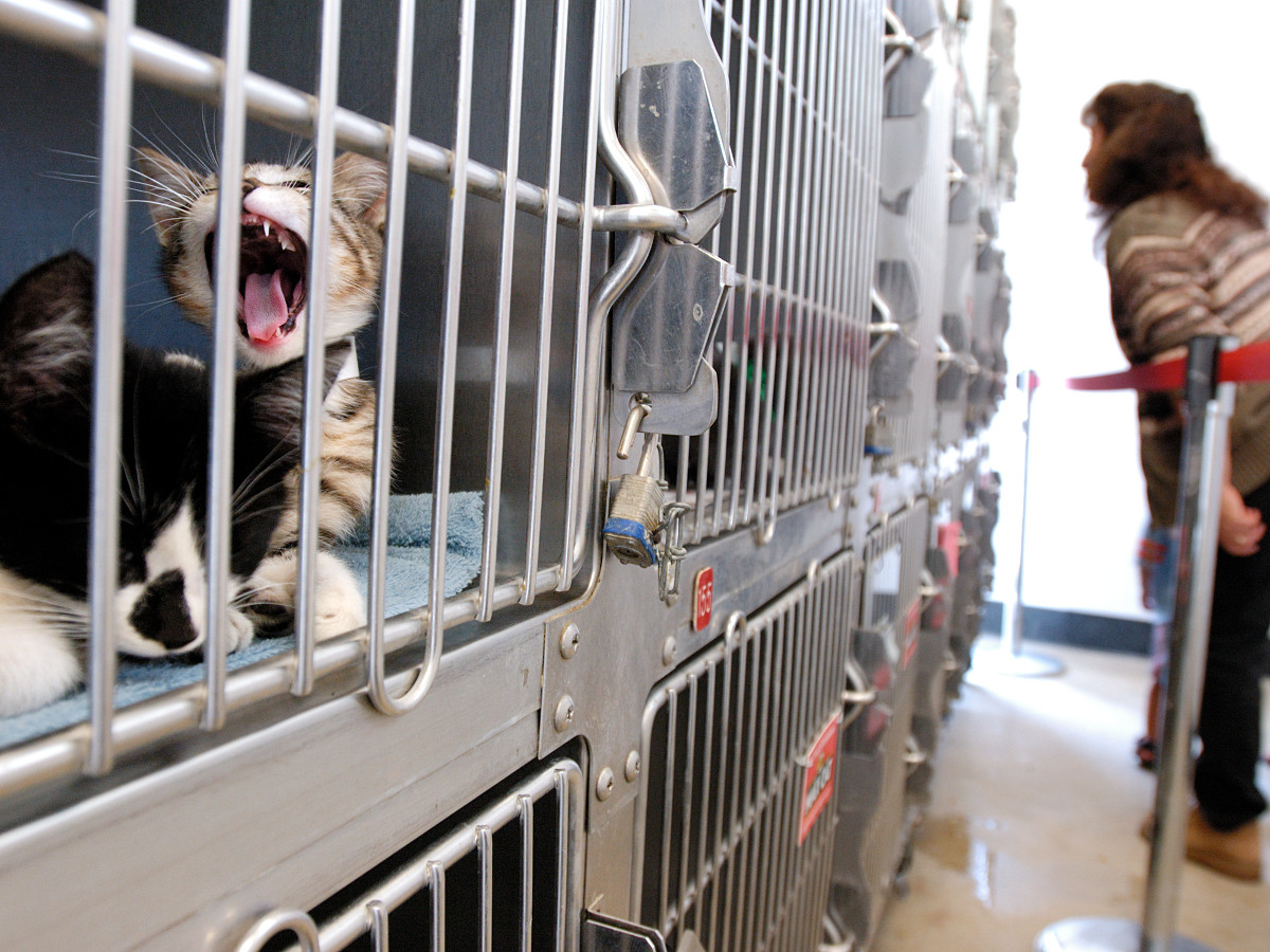 A cage door is unlocked ahead of the scheduled euthanasia of an unwanted litter of kittens at the Inland Valley Humane Society in Pomona, California, on June 30, 2004. Ho-Yen Tsang for The San Gabriel Valley Tribune