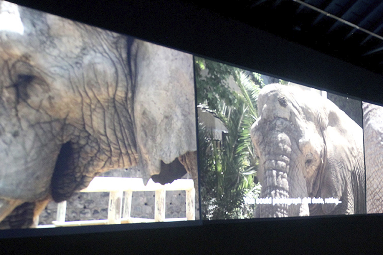 Camilo YañezPoética, Podredumbre y Polyvisión, 2018-2019Video instalación a tres canales11’ 16’’ (detalle)