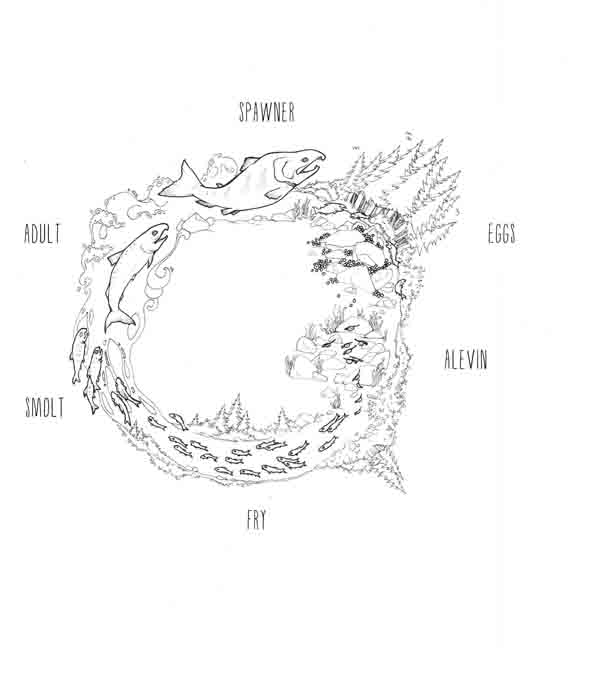 Salmon CycleAlaska Fish to Schools  CurriculumPen and Ink2014SOLD