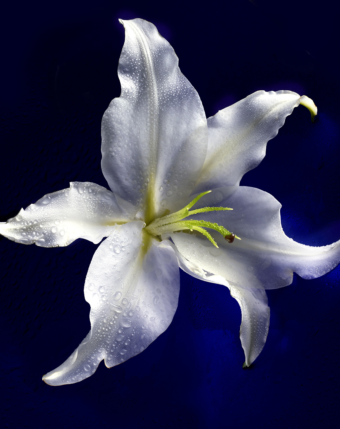 KMA photographer Isabelle Bonjean photographs white lily with water droplets on petals against blue background