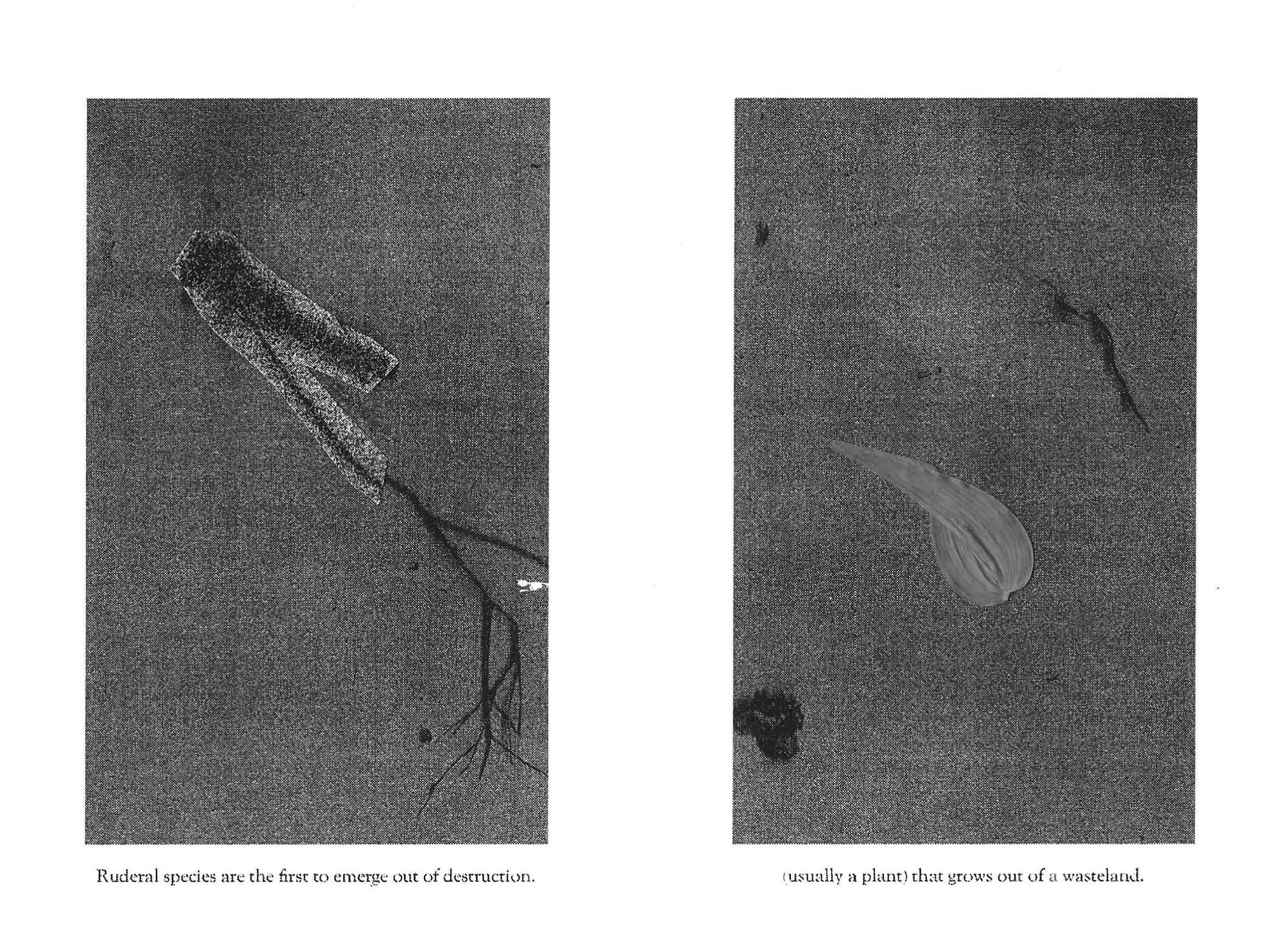 RUDERAL SPECIES — Makena Janssen