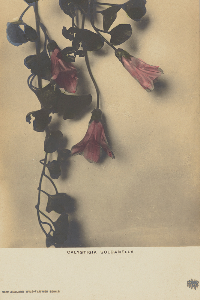 original image via TePapa