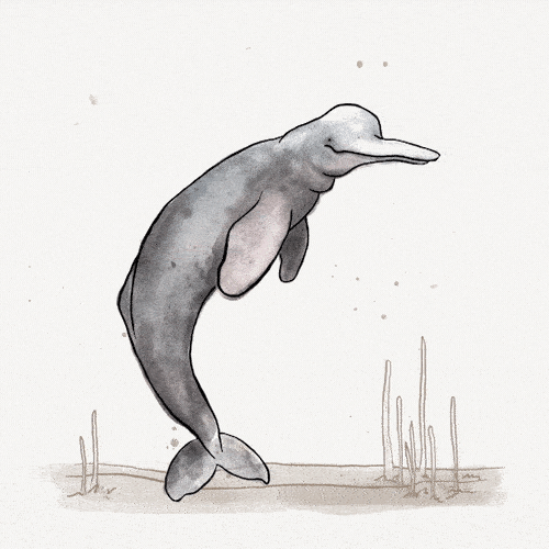 Bolivian River Dolphin, Inia boliviensis