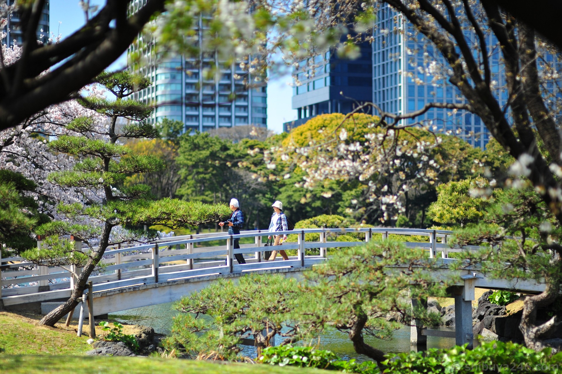 Hama Rikyu Garden And Tea House Shiodome When In Tokyo Tokyo S Art Design And Architecture Guide