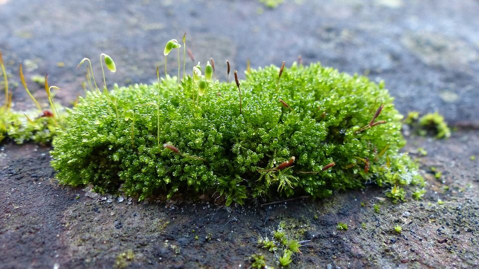 A block of sphagnum moss 