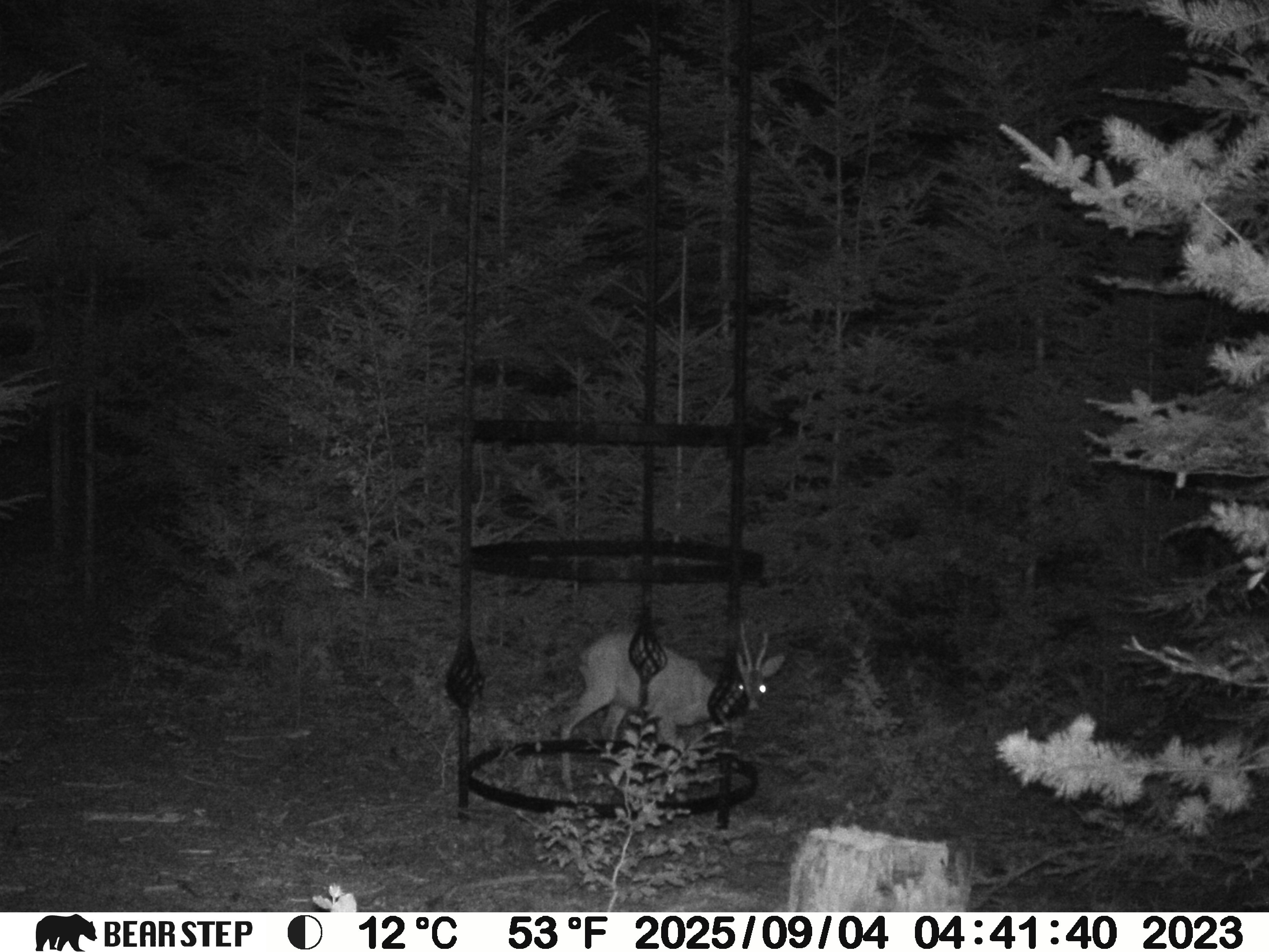 (c) Lukas Weithas (Skulpturale Performance Kärnten, Salzleck-Skulptur, Salzlecksteine, Wild-Kamera, 2025-2026)