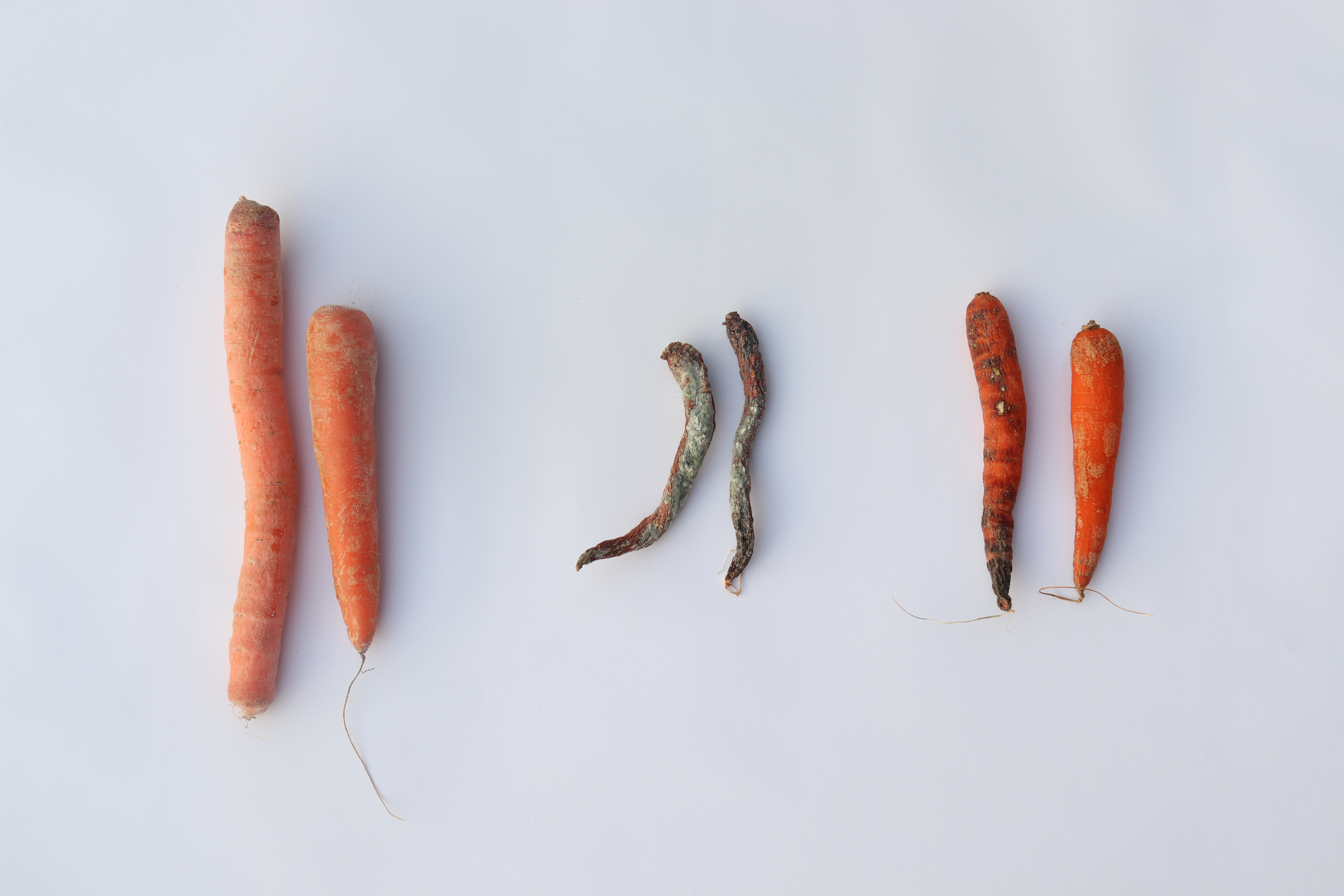 3 week old carrots (Left: kept in Sandfridge, Middle: kept at room temp, Right: kept in normal fridge)