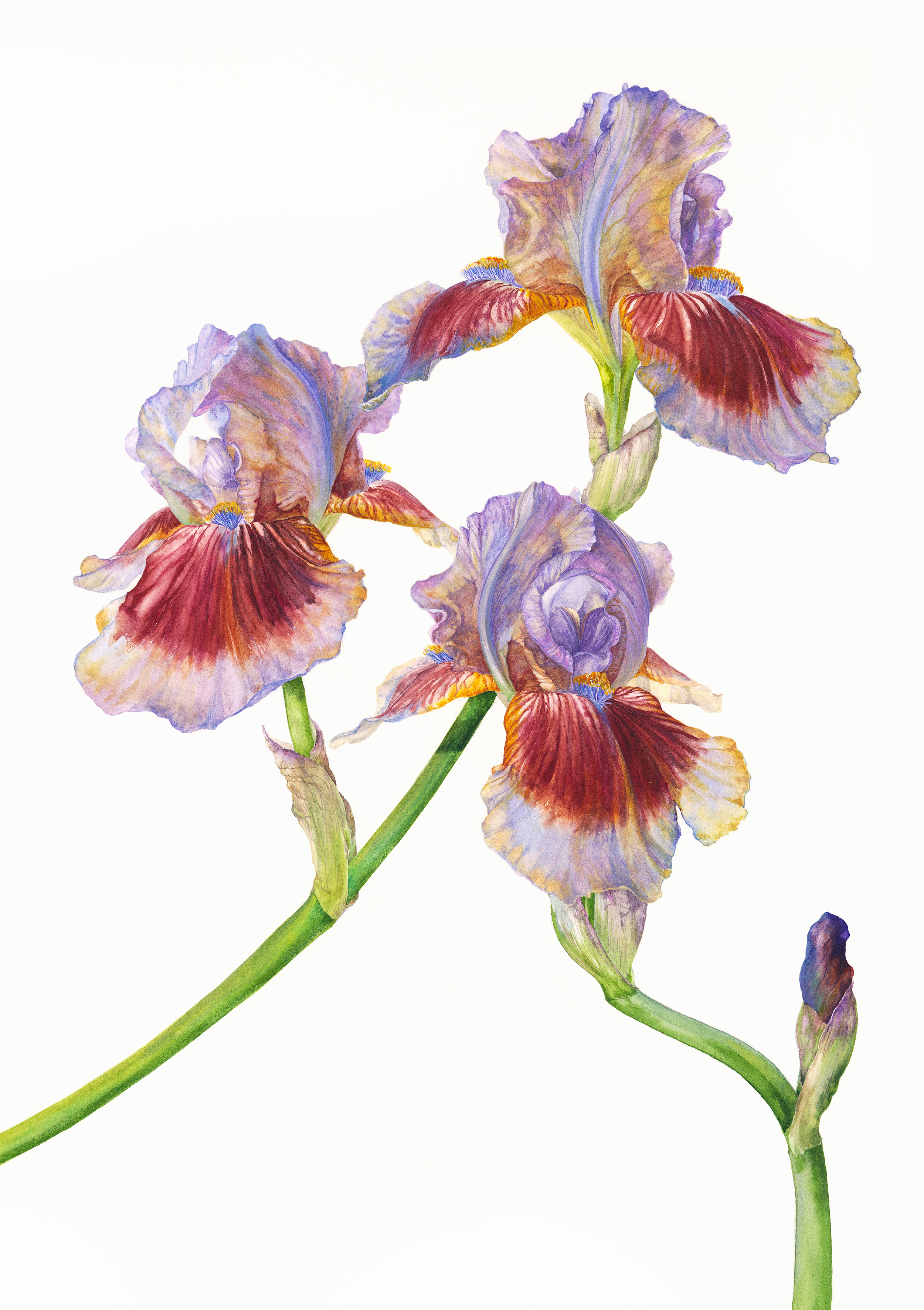Iris Langport wren