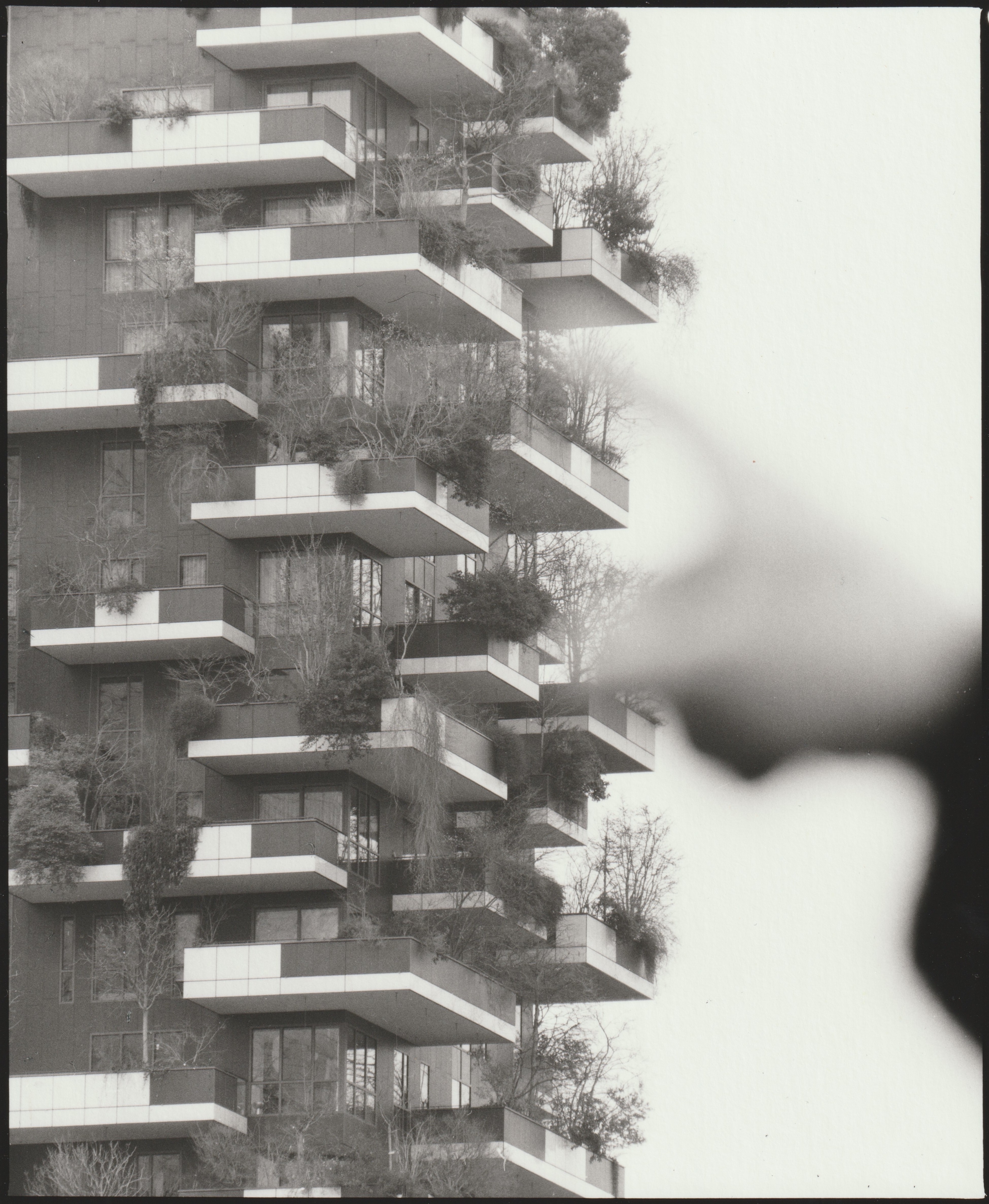 Ramak Fazel, Bosco Verticale, 2025, stampa ai sali d'argento, cm 20x16,5