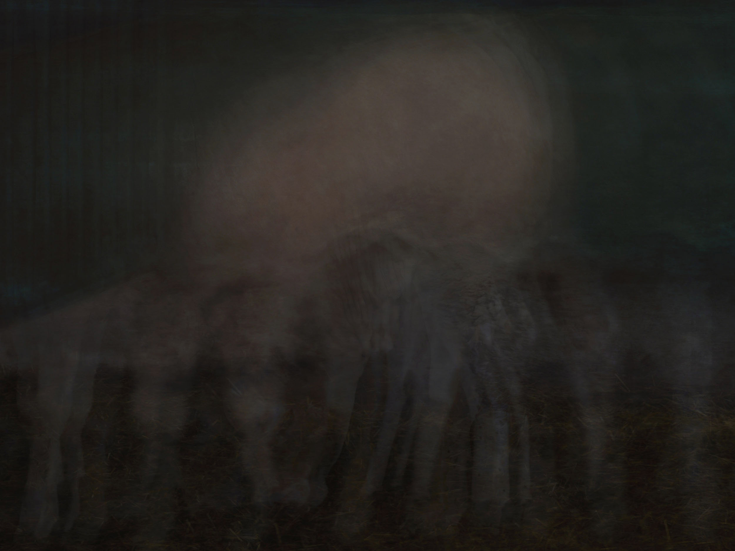 The bull, Selvanesco, Italy, 2022 (80x60cm) Ed. 5