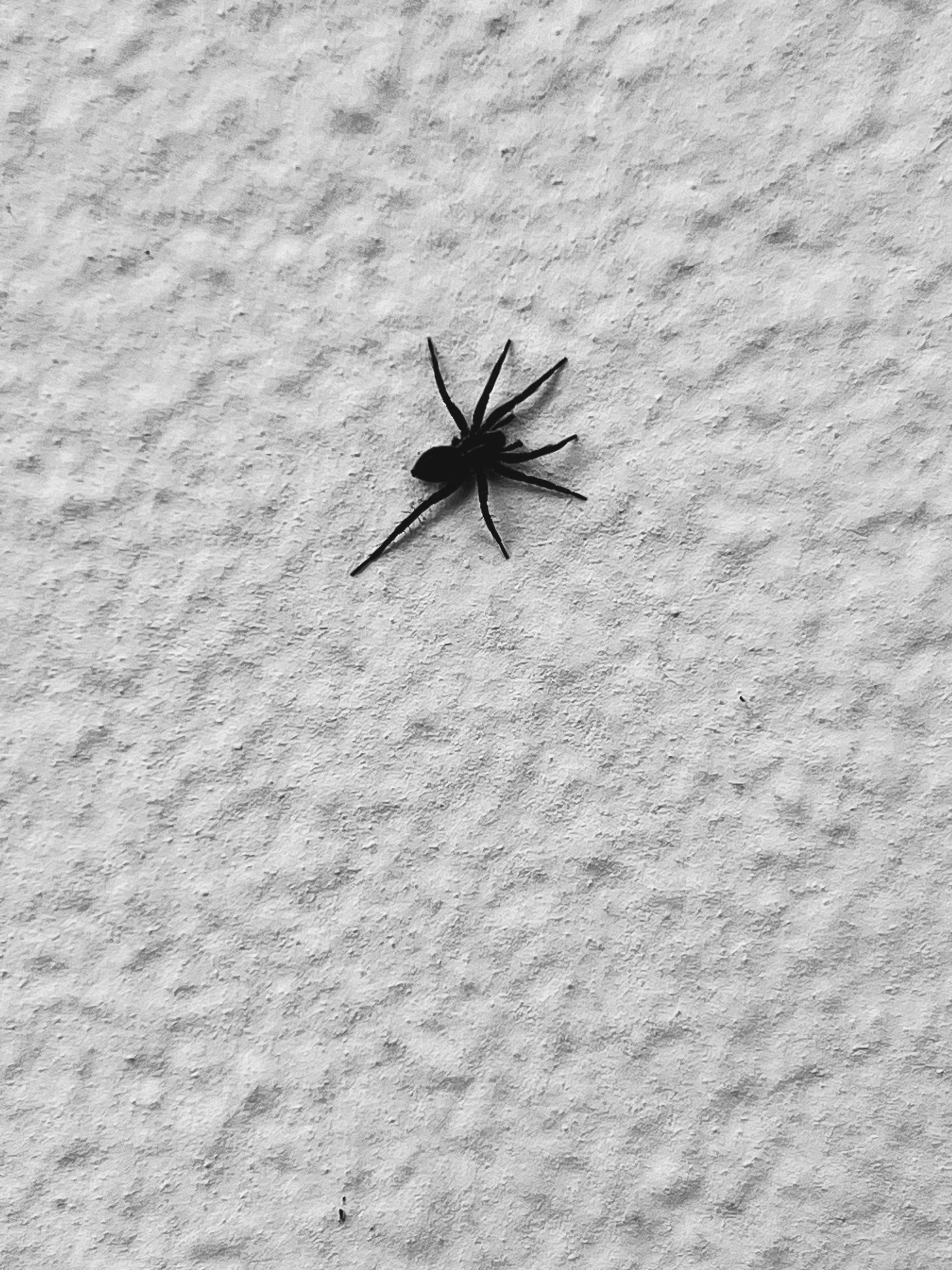 Diario naturalistico - Simone Sbarbati