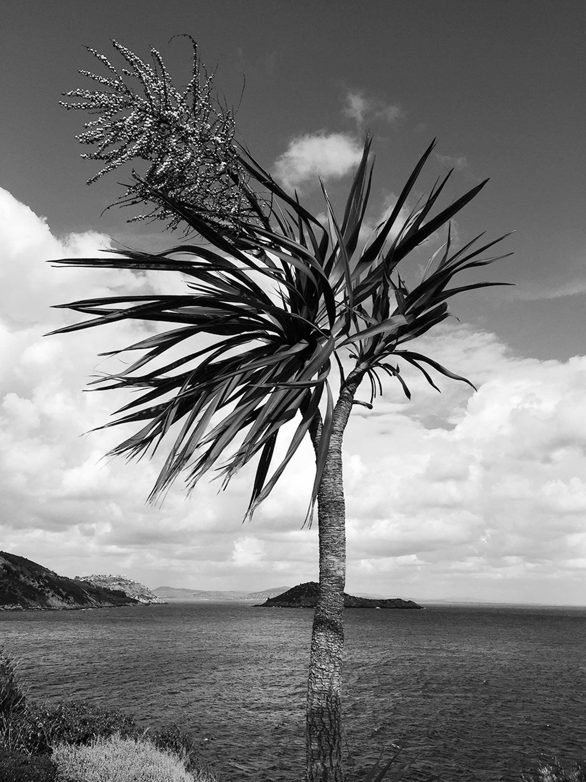 Palm II Pellicano, Morgan Pilcher, 2016