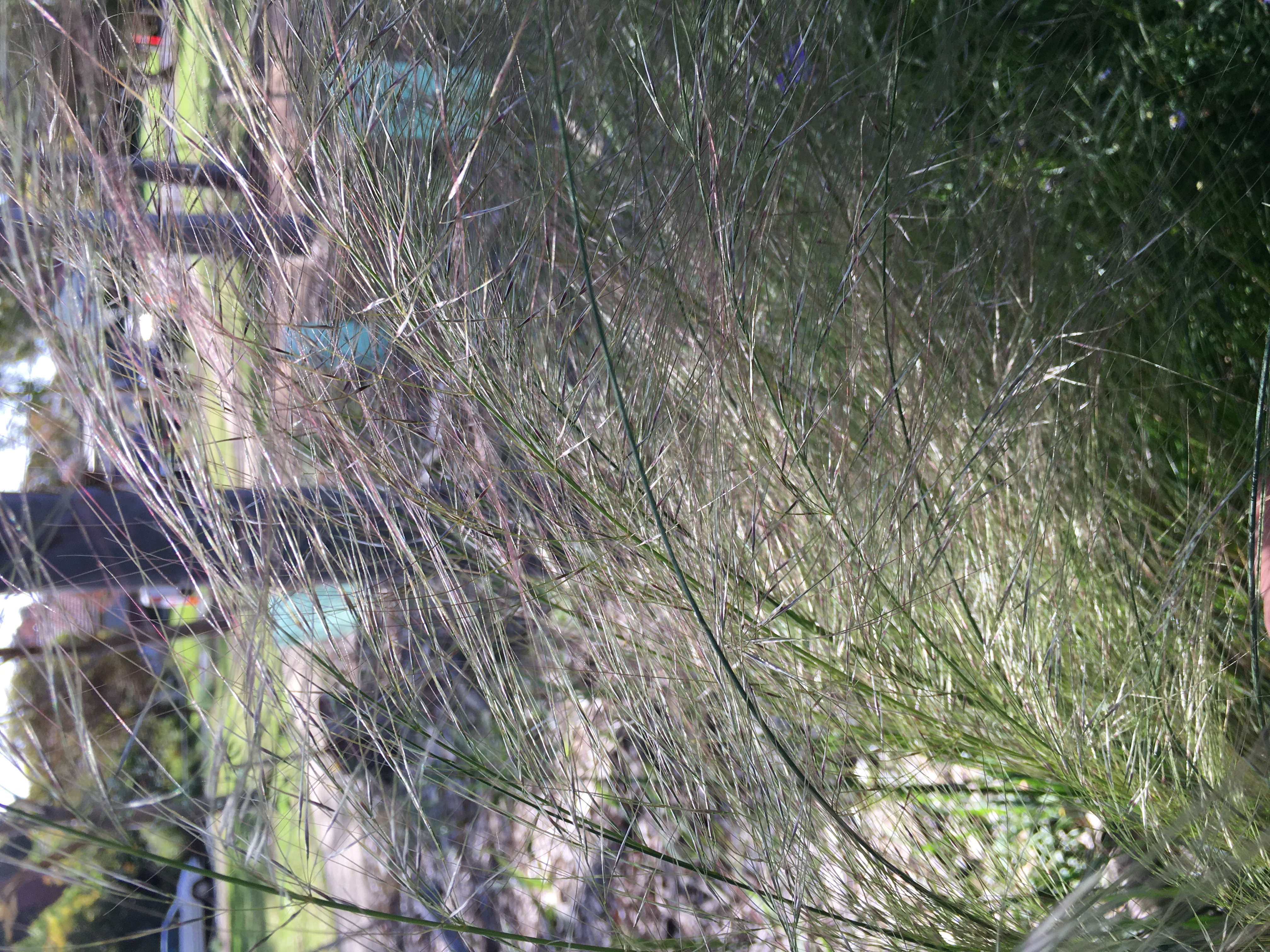slender spear-grass (austrostipa scabra ssp. falcata)