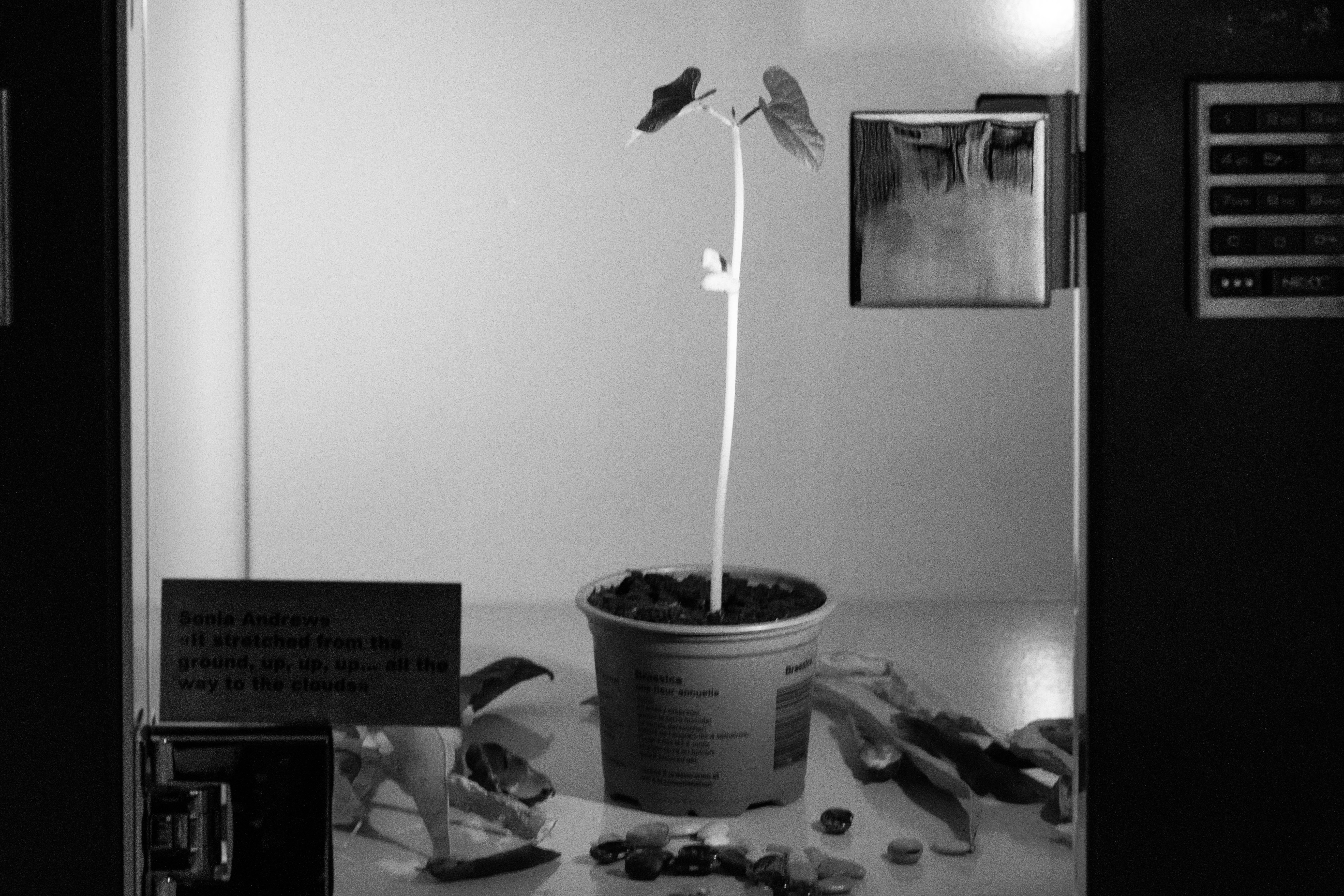 It stretched from the ground, up, up, up… all the way to the clouds, 2024