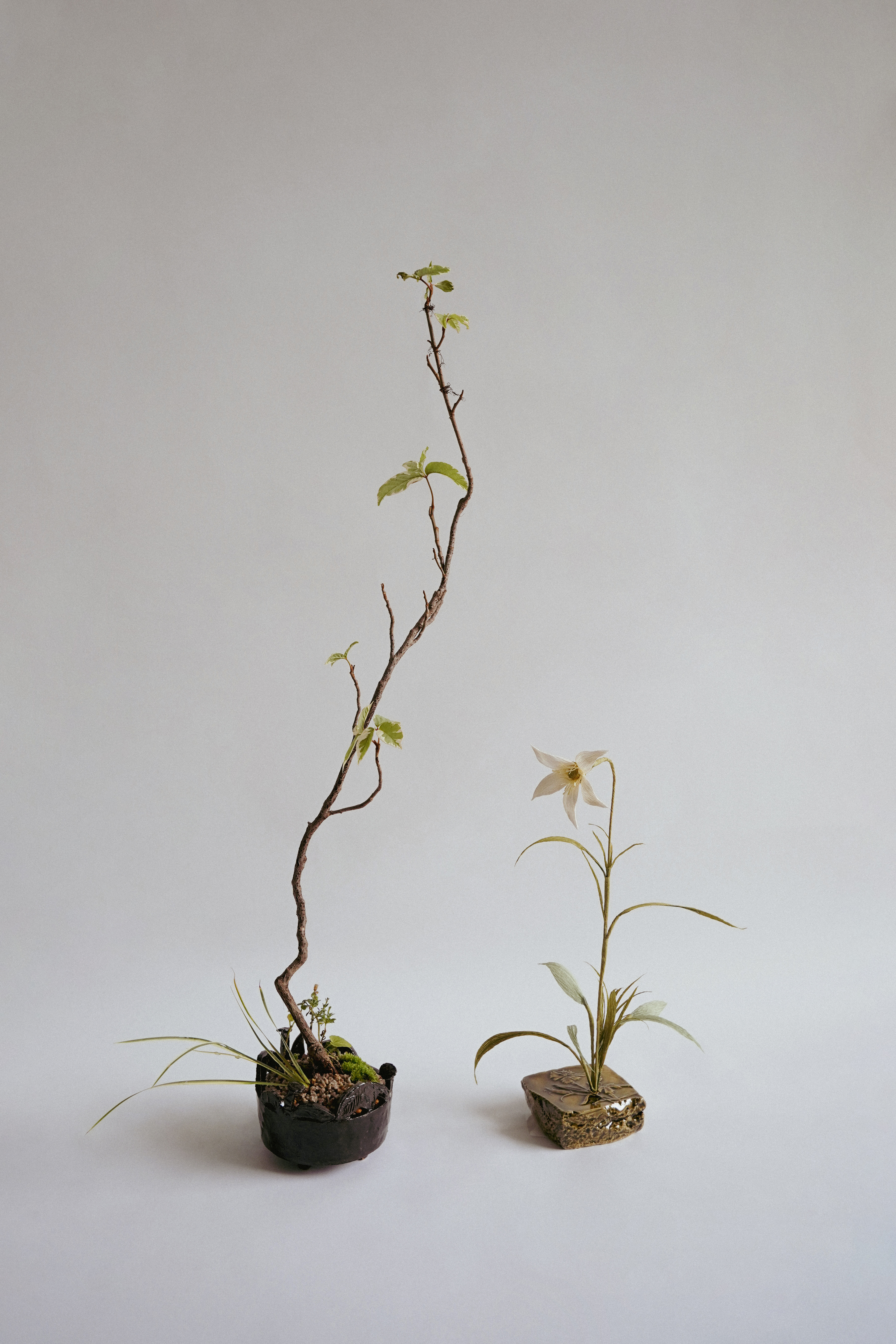 Wild garden in 4t2024