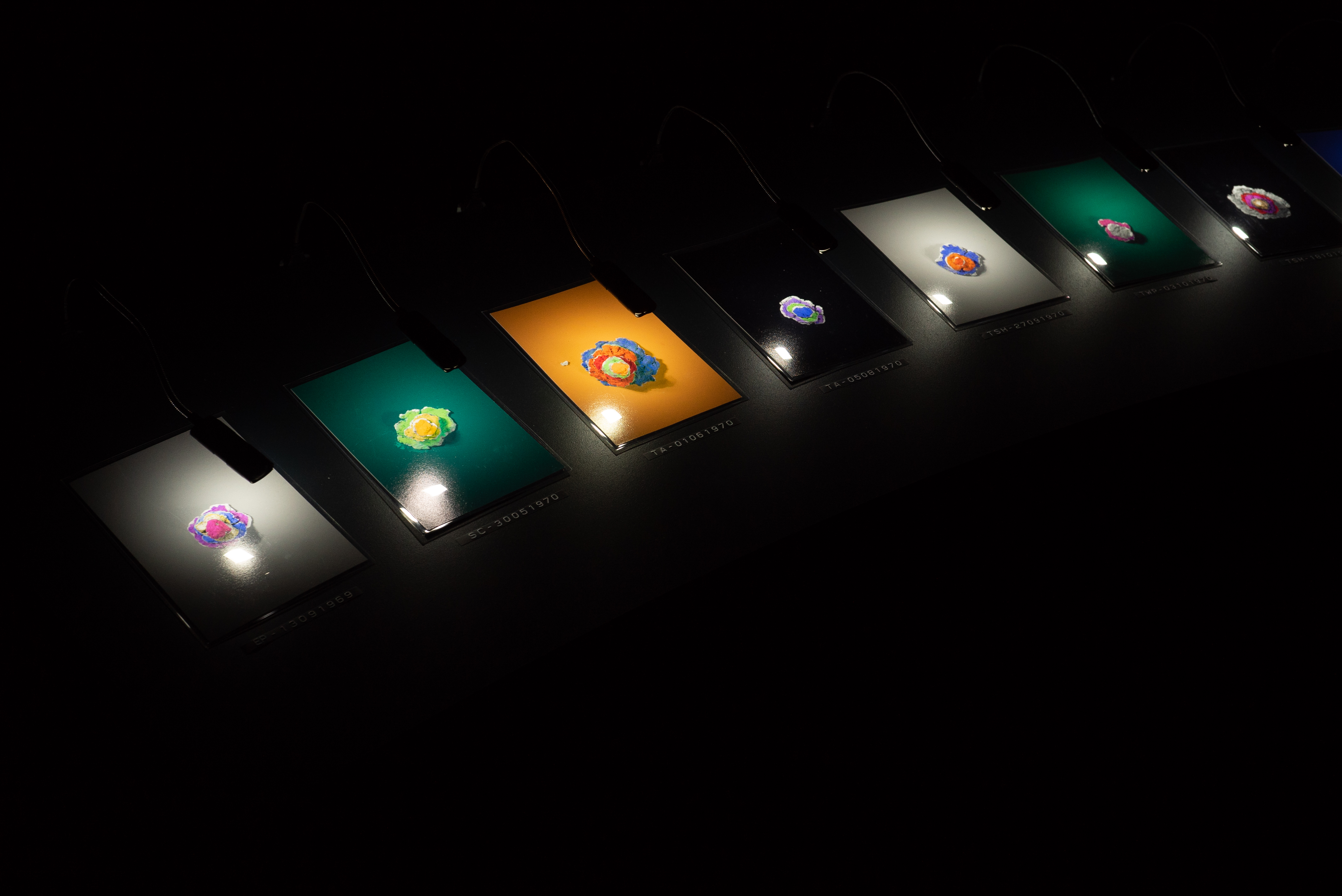 Articles from the Snail-man archive, 24 archival prints, 24 articulated lamps, curved mdf bench (2023)