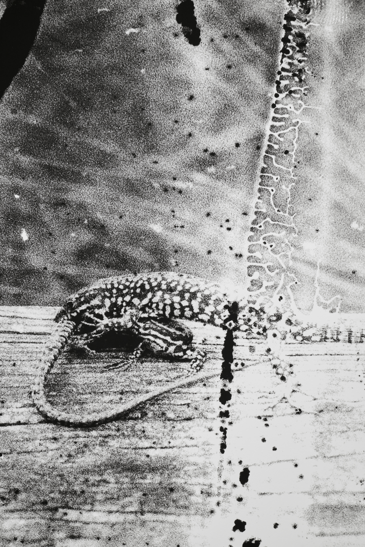 Mengfan Wang, ProjeRicordi #02, 2024, Fine-art inkjet printing on Epson Enhanced Matte paper and Dibond, 85x128 cm, details