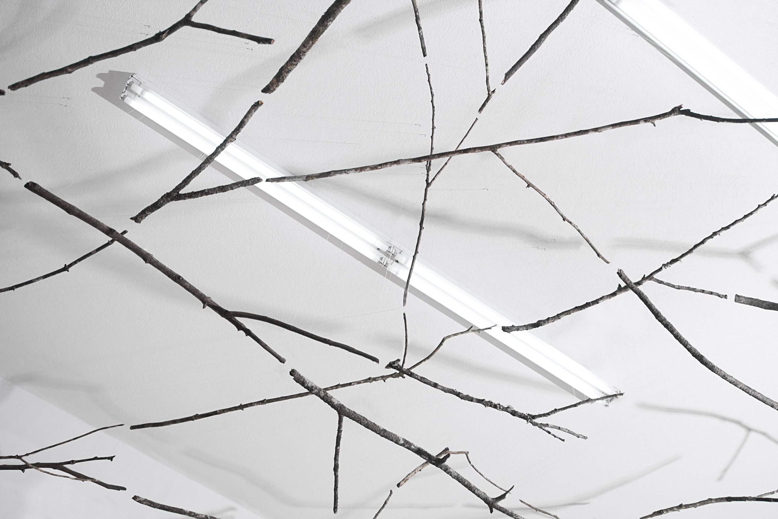 Installation view. Branches, monofilament, nails. 2018.