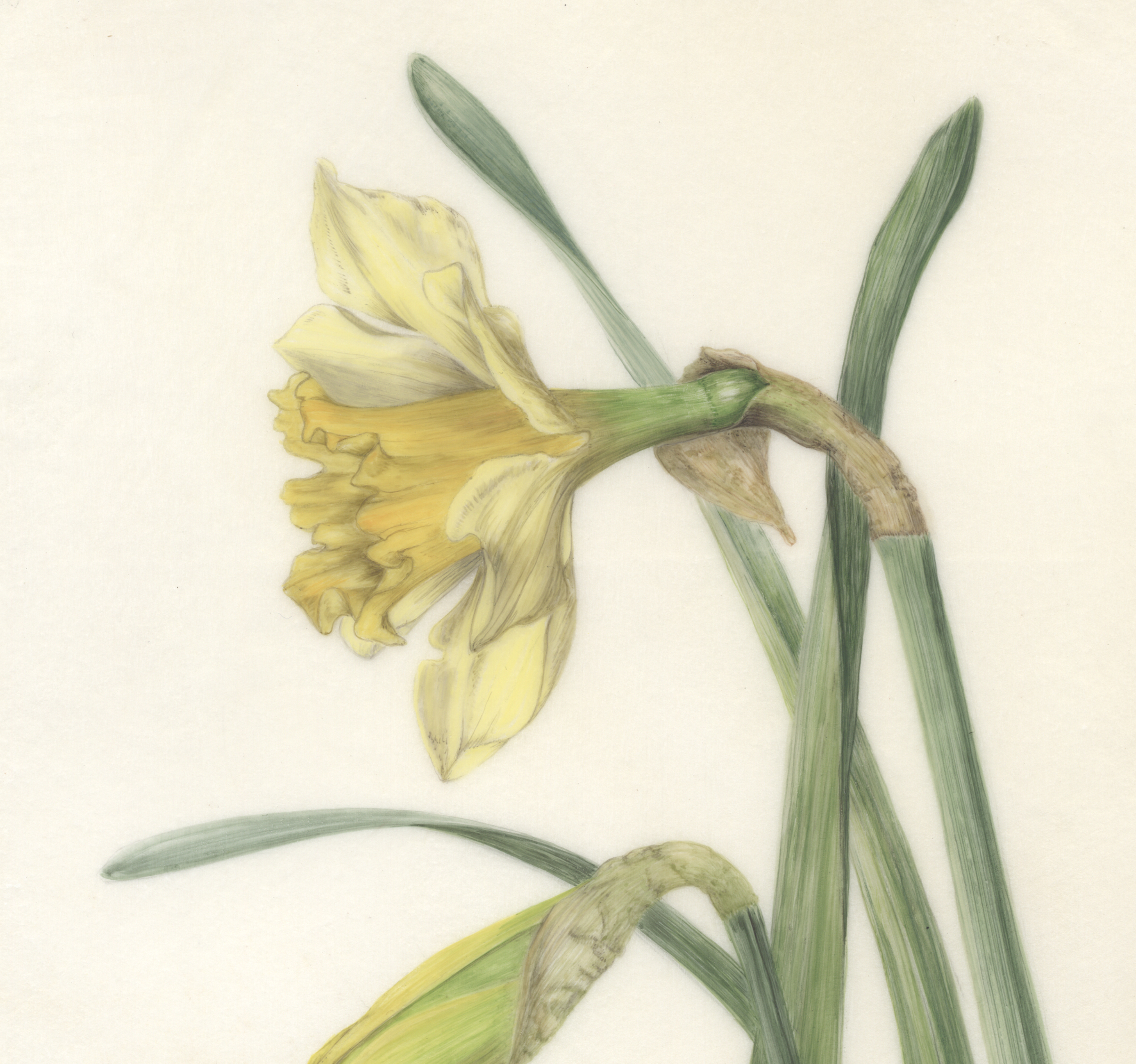 Daffodil and bud