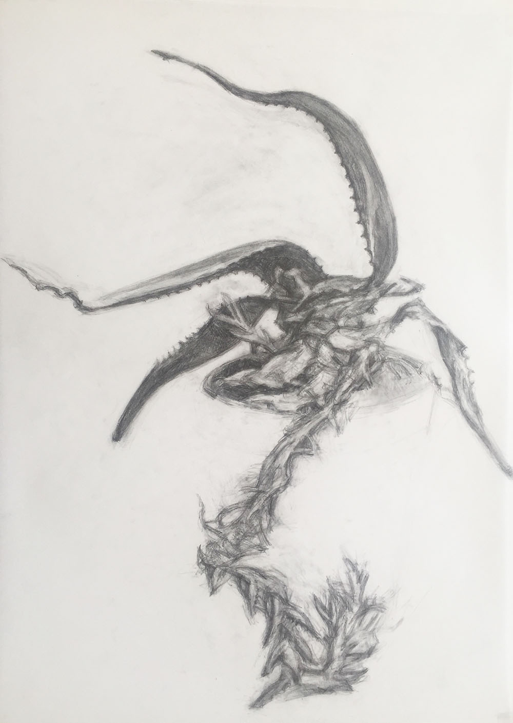 Alo&eacute;- graphite sur calque - 70 x 50 cm - 2019