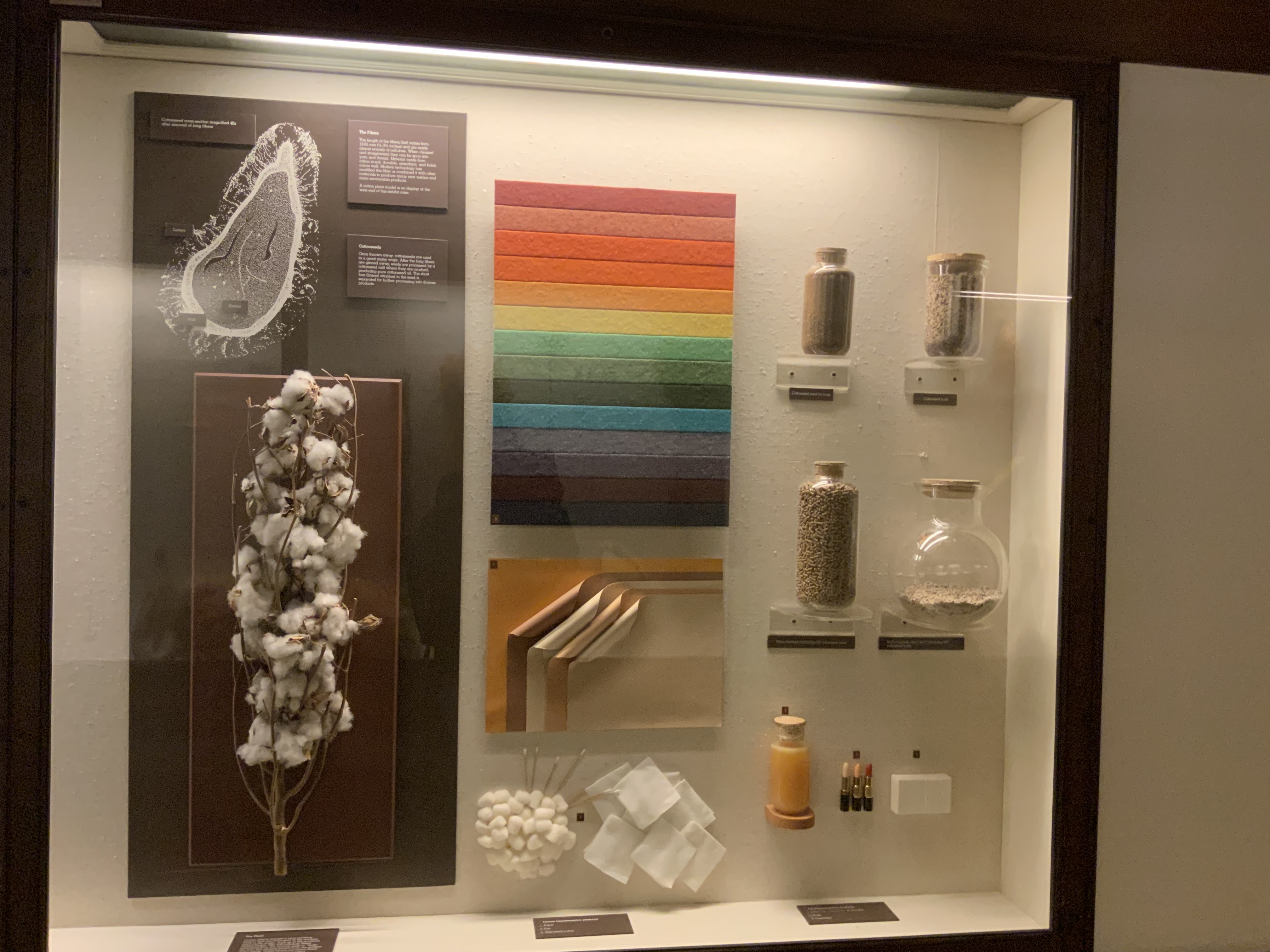 Cotton棉花 Field Museum, Chicago芝加哥菲尔德自然史博物馆 Taken in Feb 2019 拍摄于2019年二月 