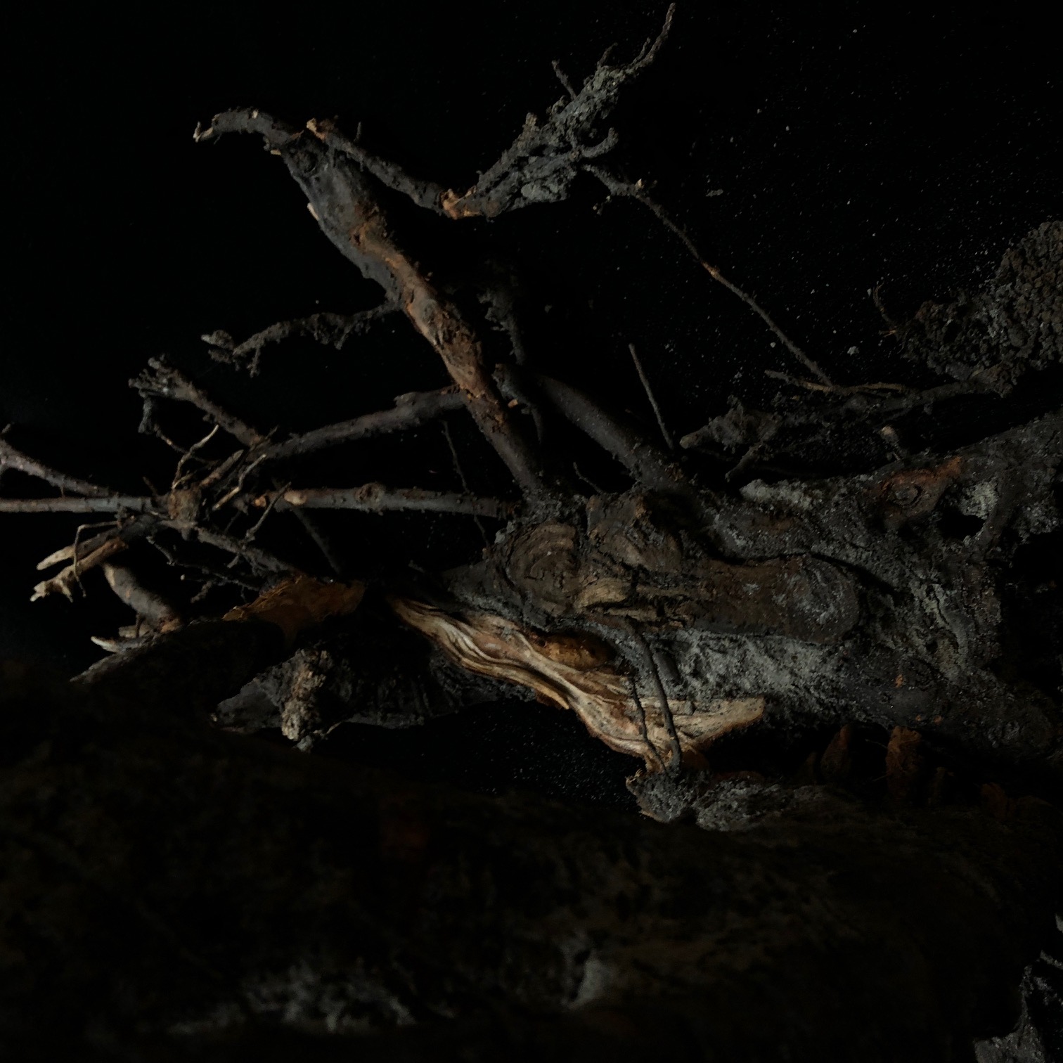 Wortels gekapte boom