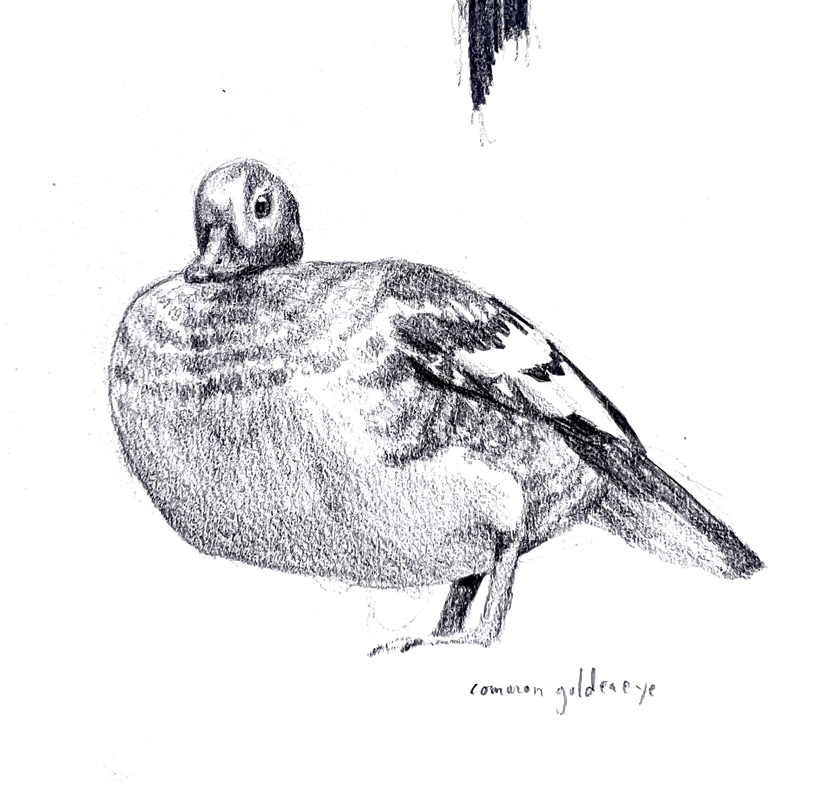 "Common Goldeneye Duck"