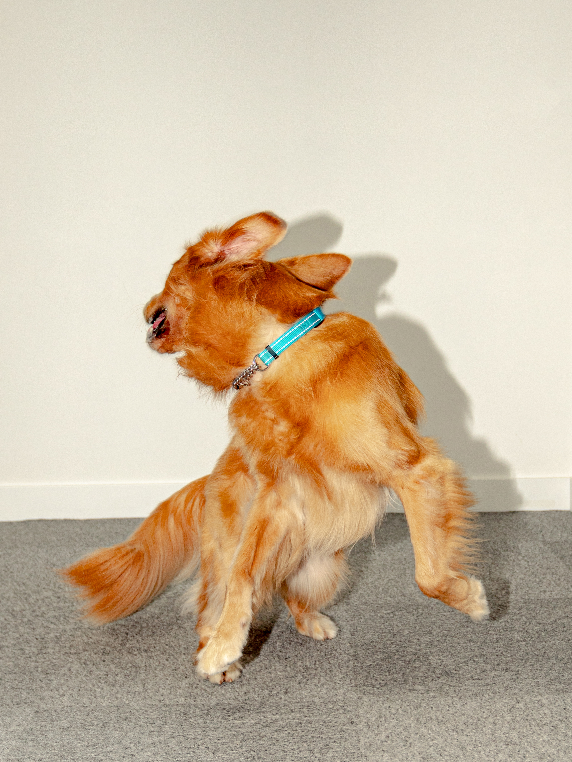 OneDegree Pet Insurance