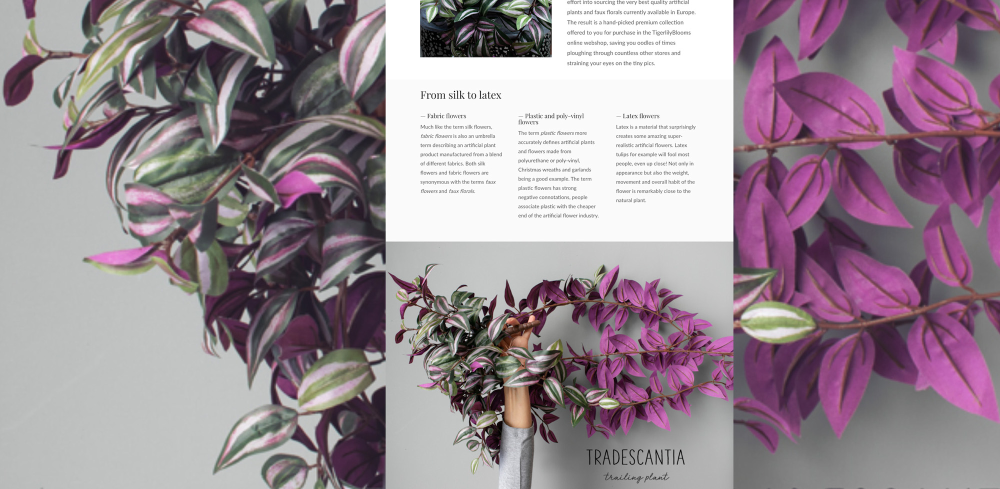 TigerlilyBlooms - Tradescantia