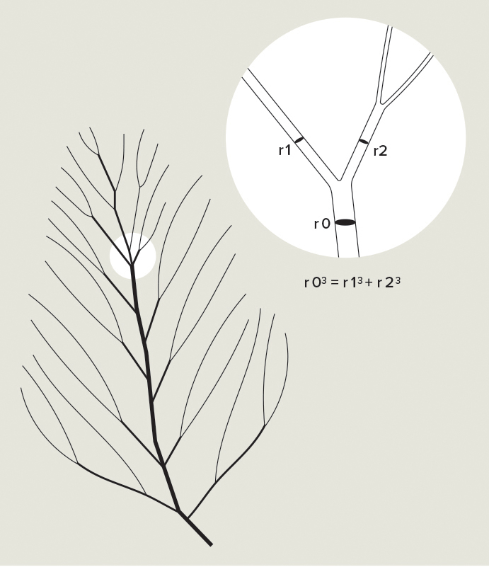 Illustrations for Biomimicry in Architecture book MORE ︎︎︎ 