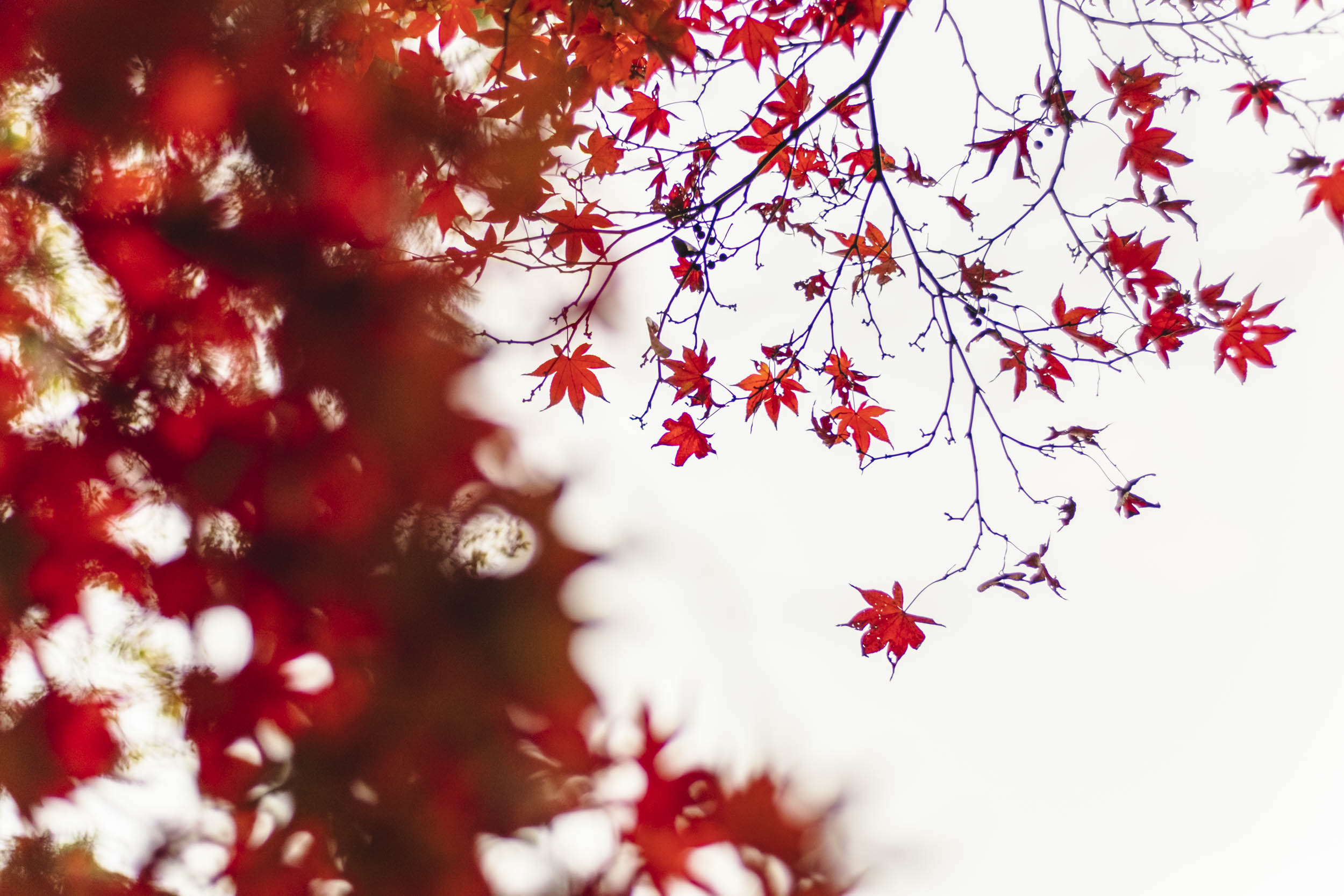 See The Leaves Turn Red And Celebrate Momiji Like A Tokyoite