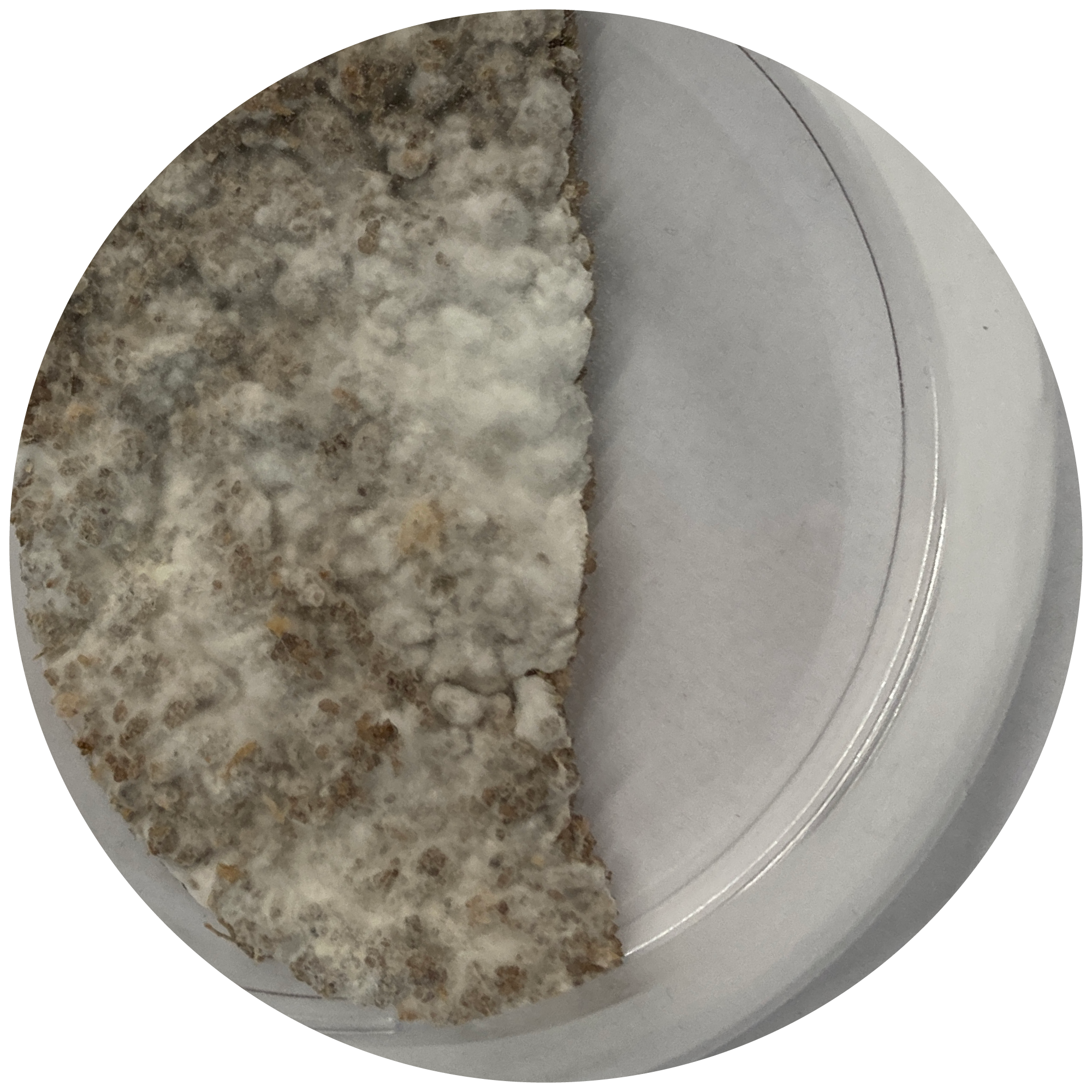 Kultur A, Ganoderma L Kultur Sand/Ton/Holz-Substrat