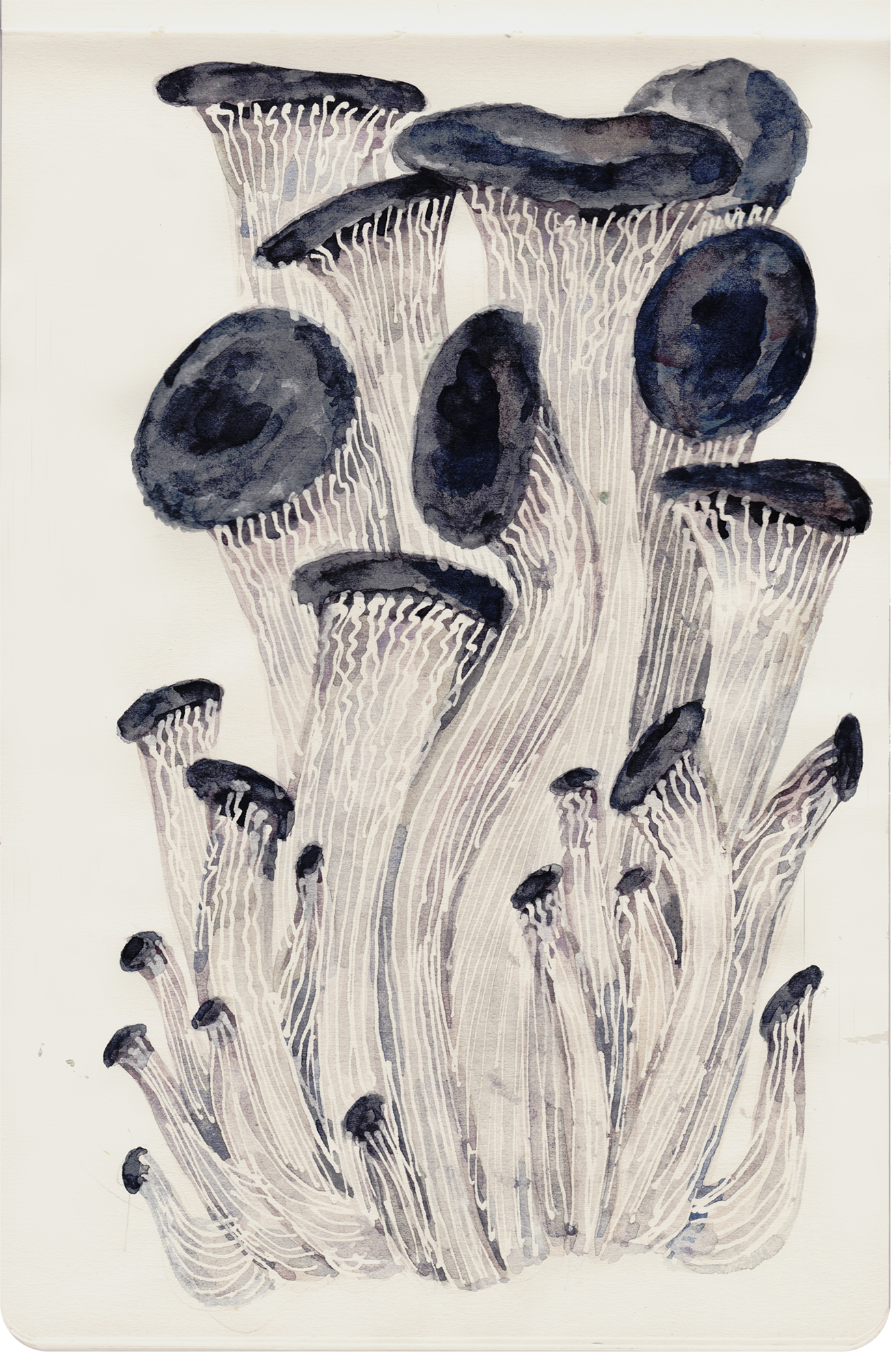 OysterMushroom ©2023.