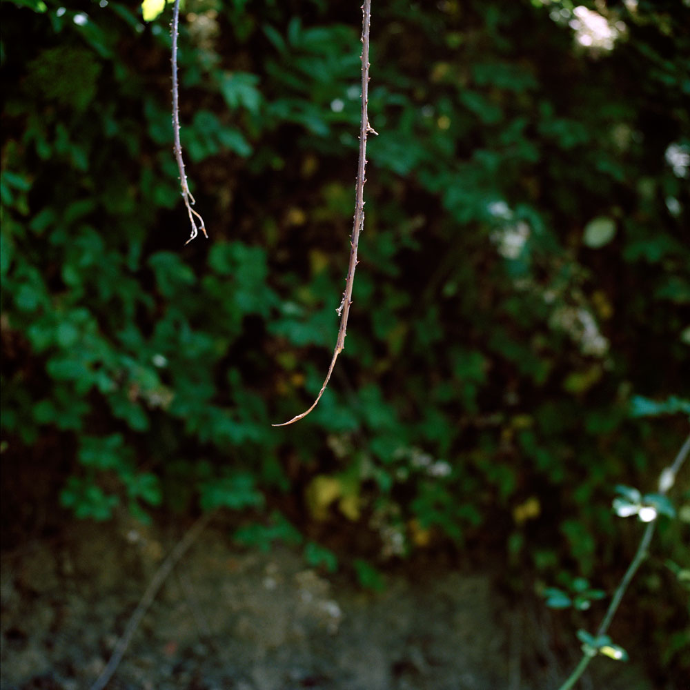 Thorns, Auvillar, France, 2009