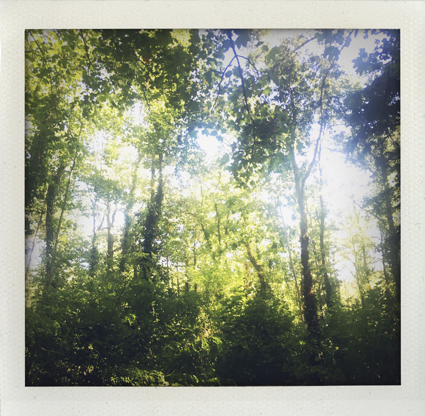 Bois de Boulogne 09/2020