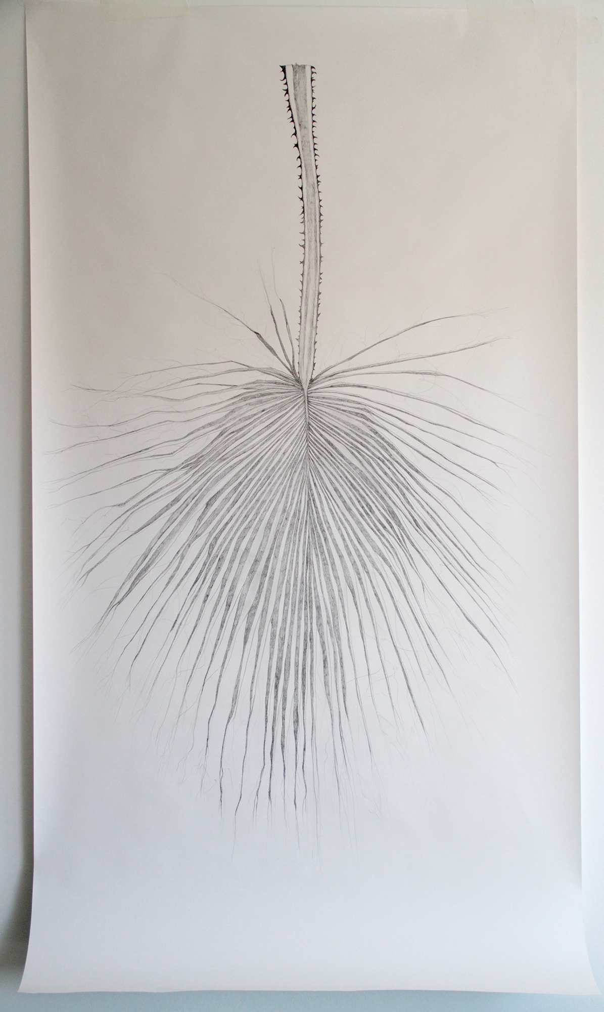  Title: "palmera washingtonia study" Media: Graphite Size:30" x 60