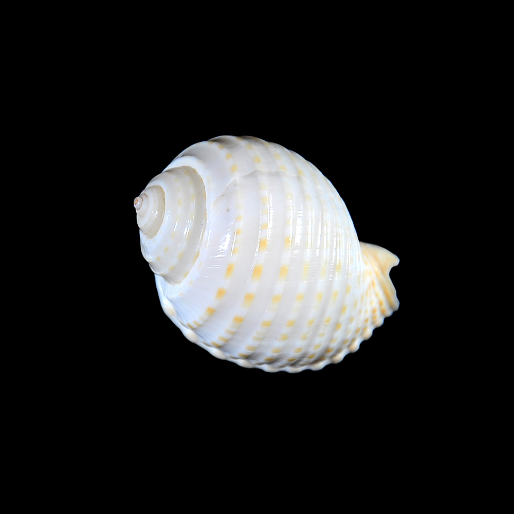 Tonna allium (Dillwyn, 1817)