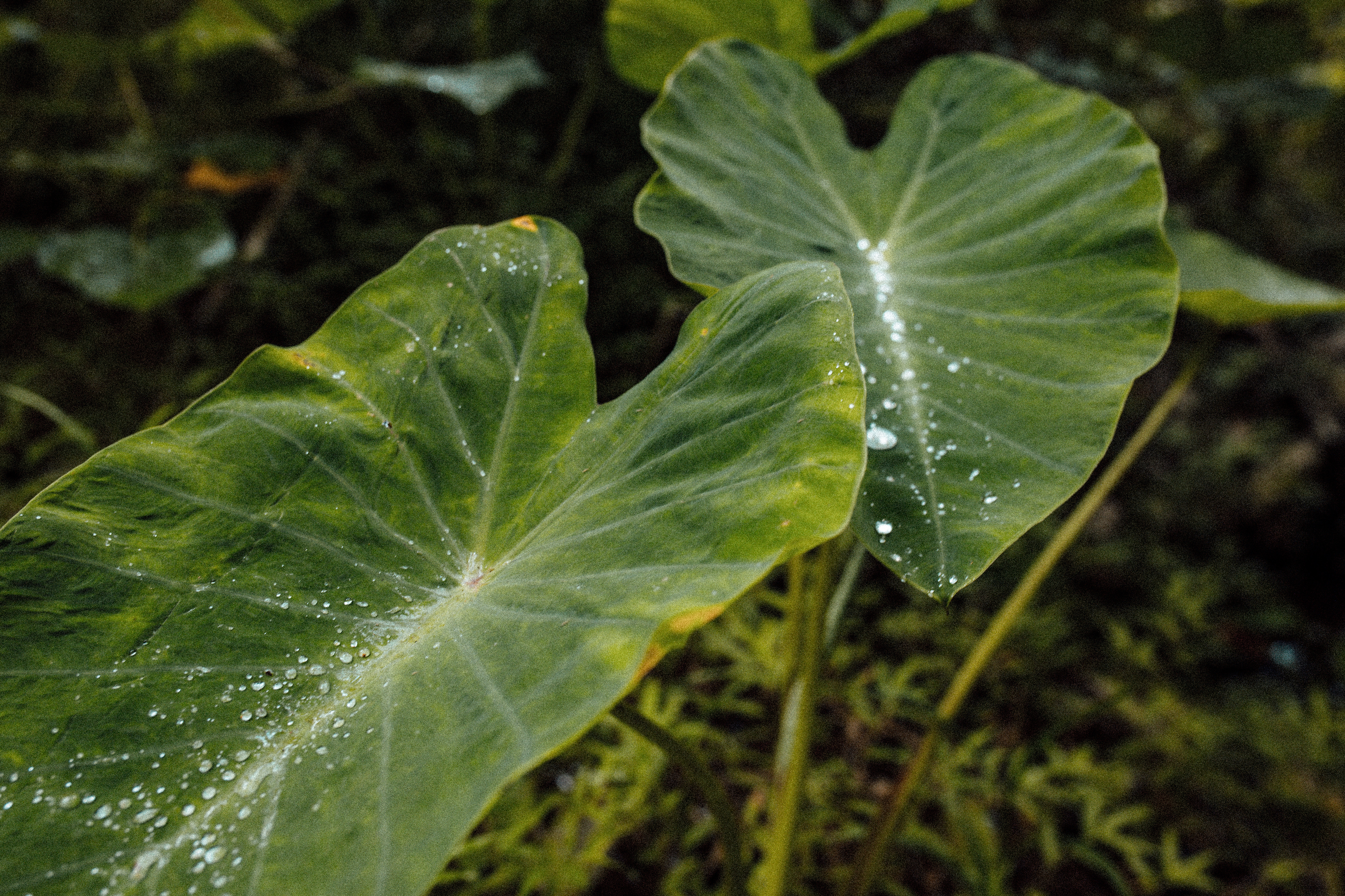 PŌHAKU, KALO, WAI | Historic Landscape Documentation
