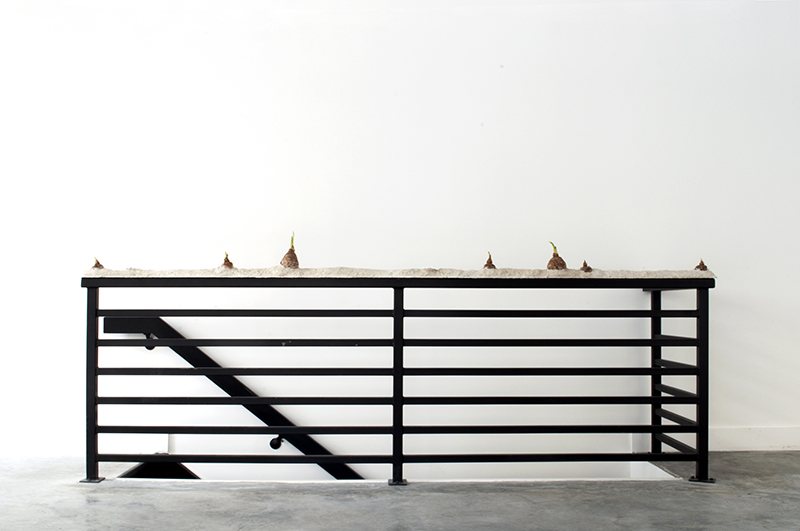 Untitled, 2015, cement, burlap, plastic bags, elephant ear's bulbs, water