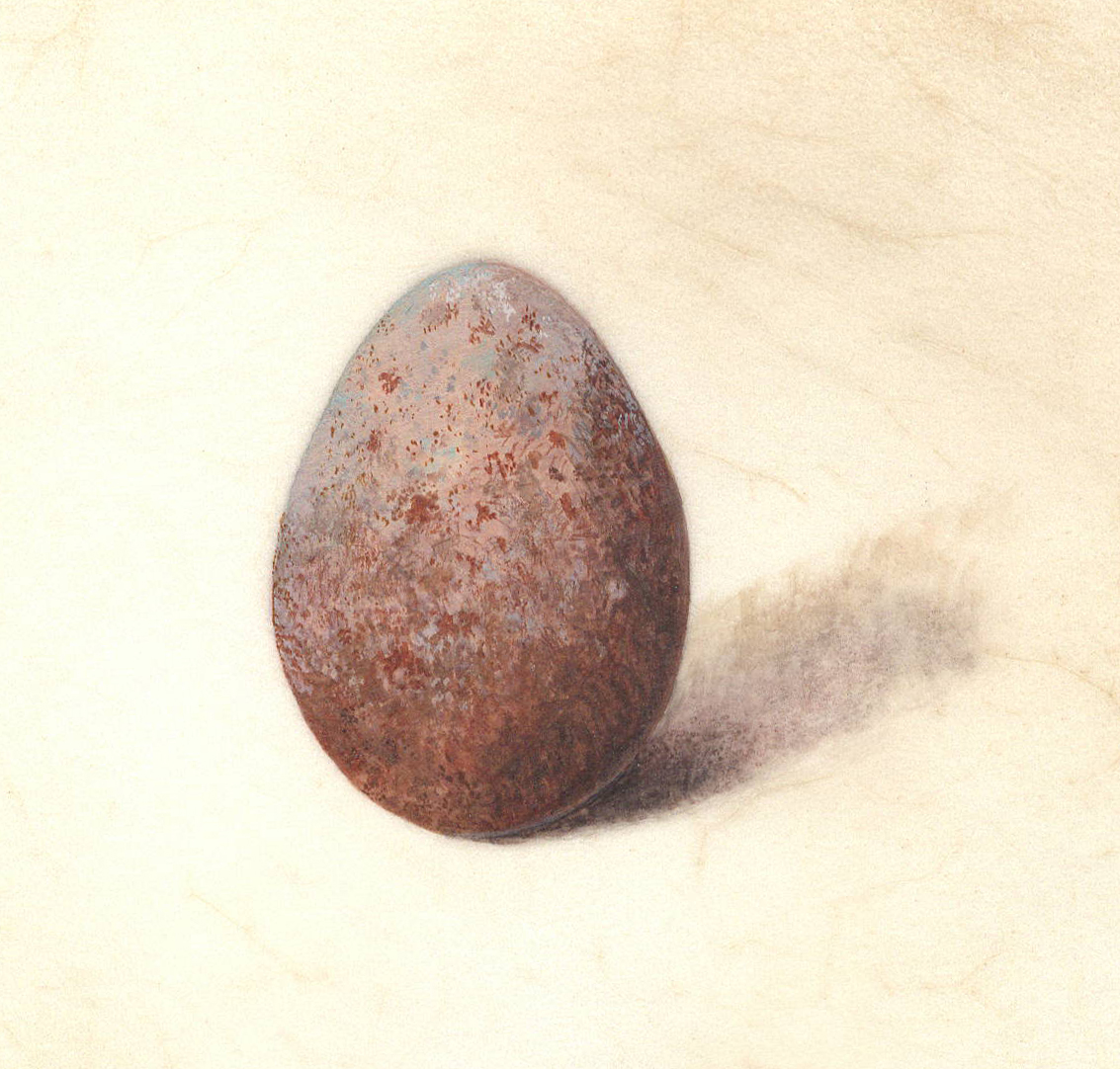 Peregrine egg