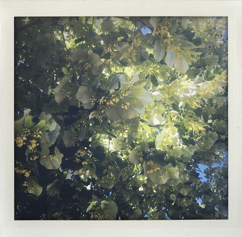 30 Mai 2020 Sous un autre tilleul