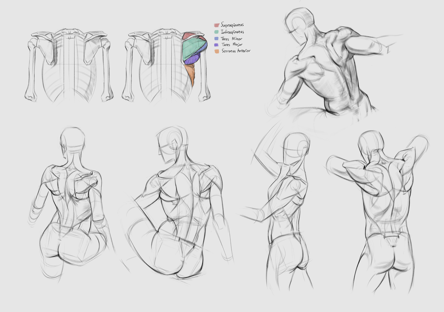 Рисование анатомии Ким