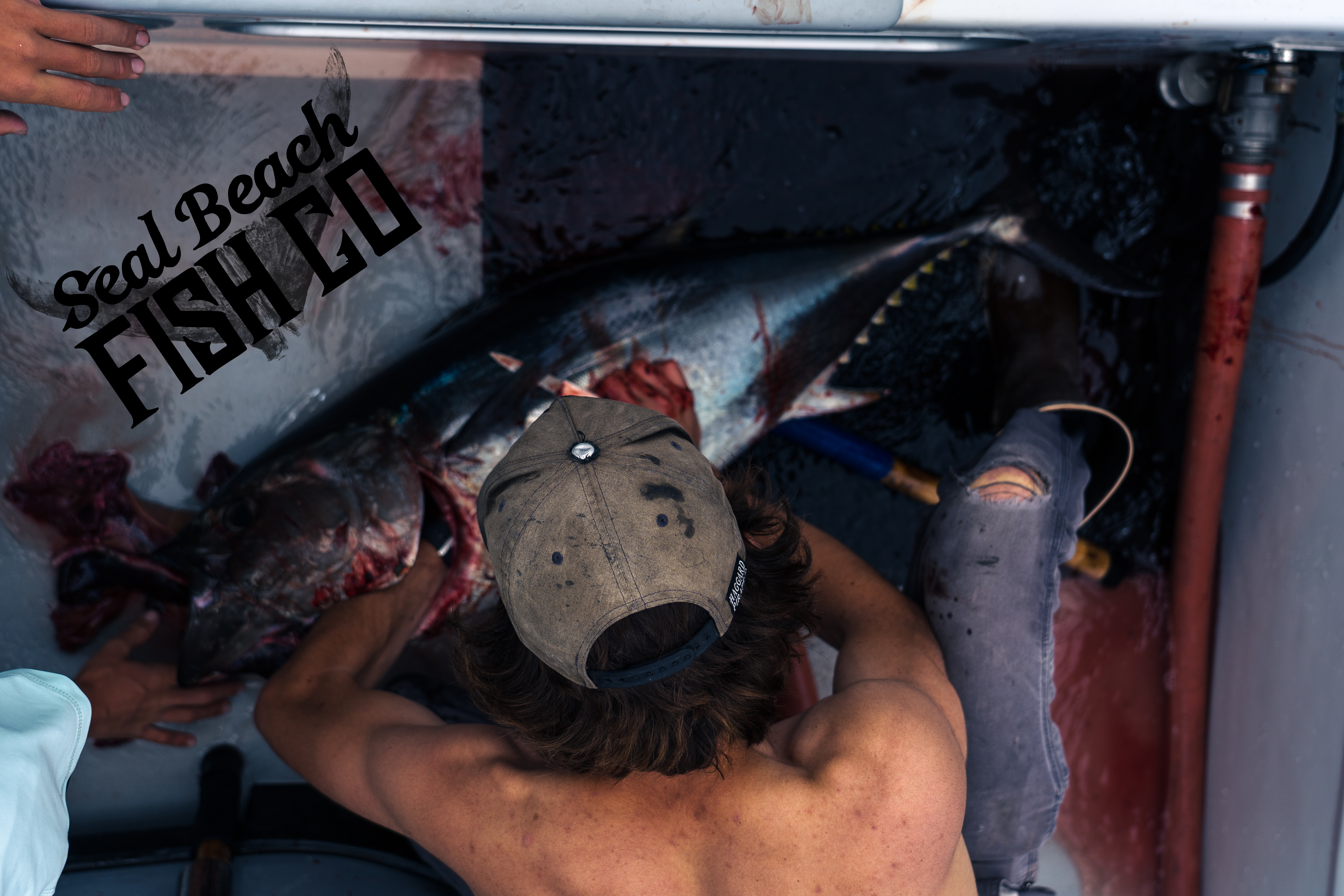 Seal Beach Fish Co. - Raptor