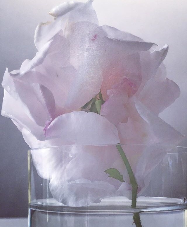 Roses From My Garden - Nick Knight