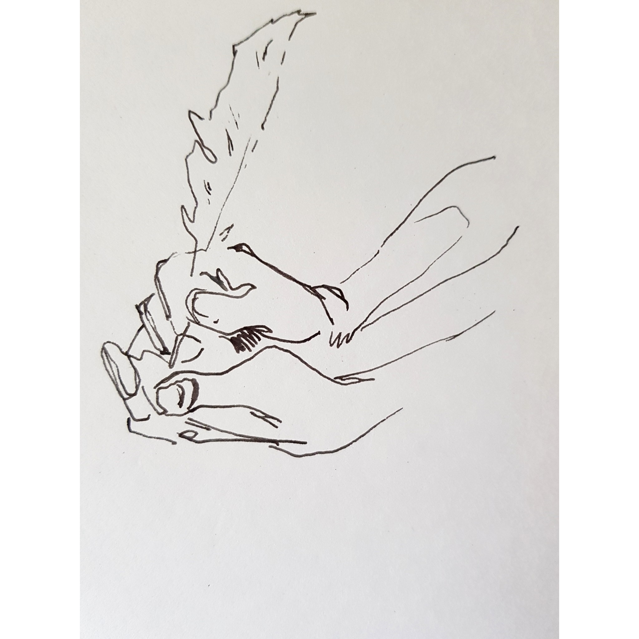 Feather Quill, ink on paper, 15 x 10cm, 